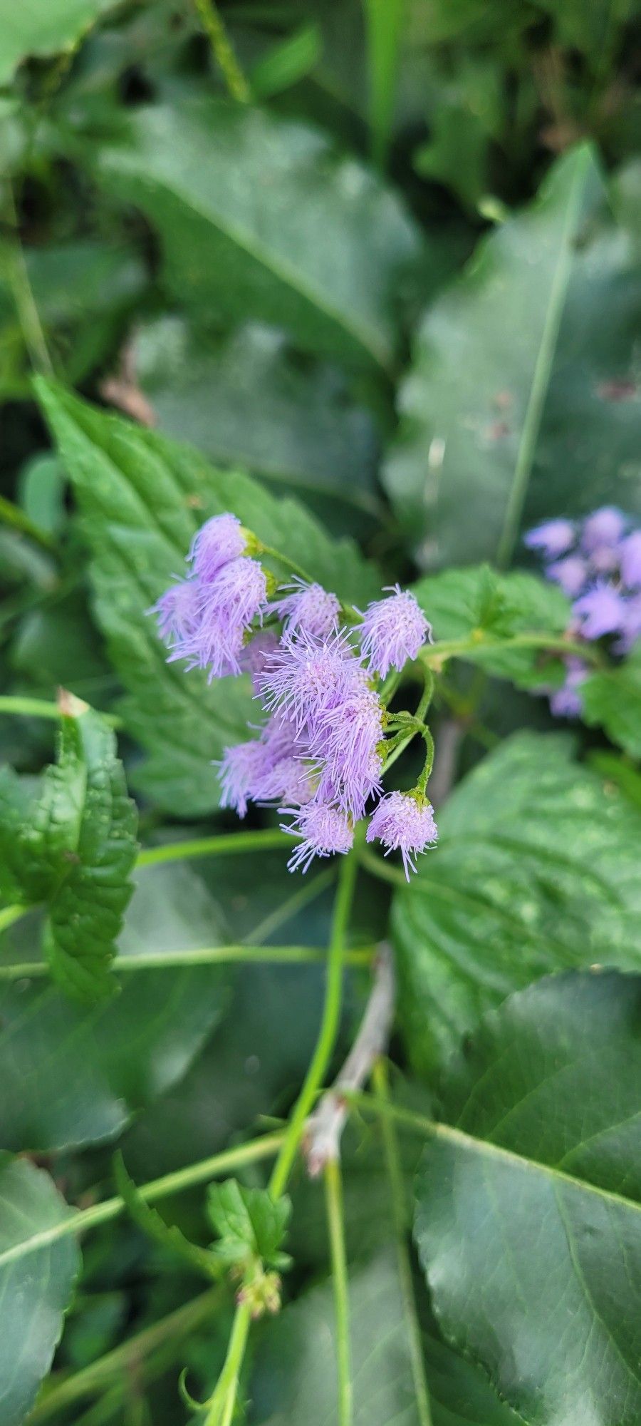 Darker green leaves with SUPER fuzzy looking purple flowers. This is my fave; bluemink.