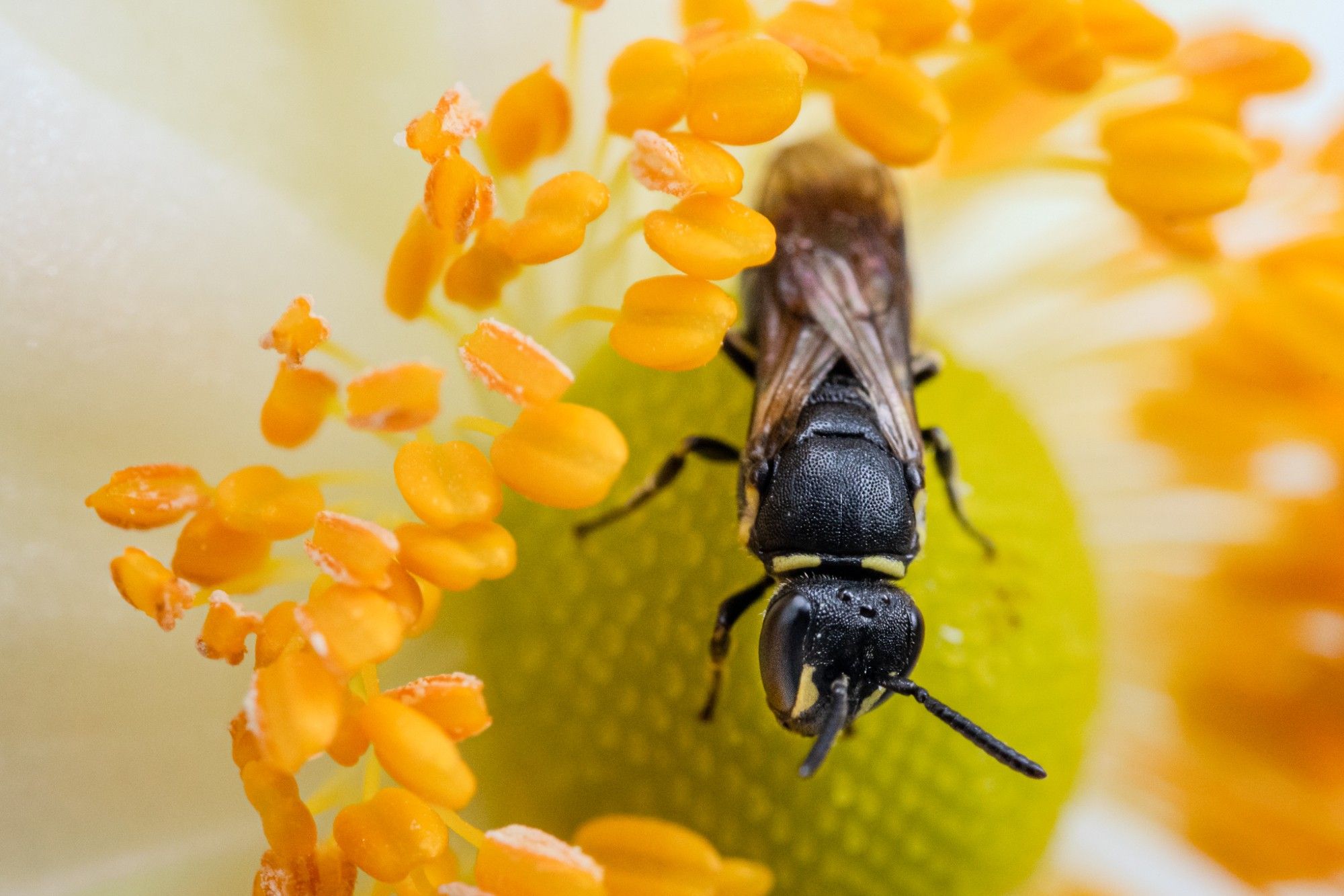 Kleine Biene in einer Blüte