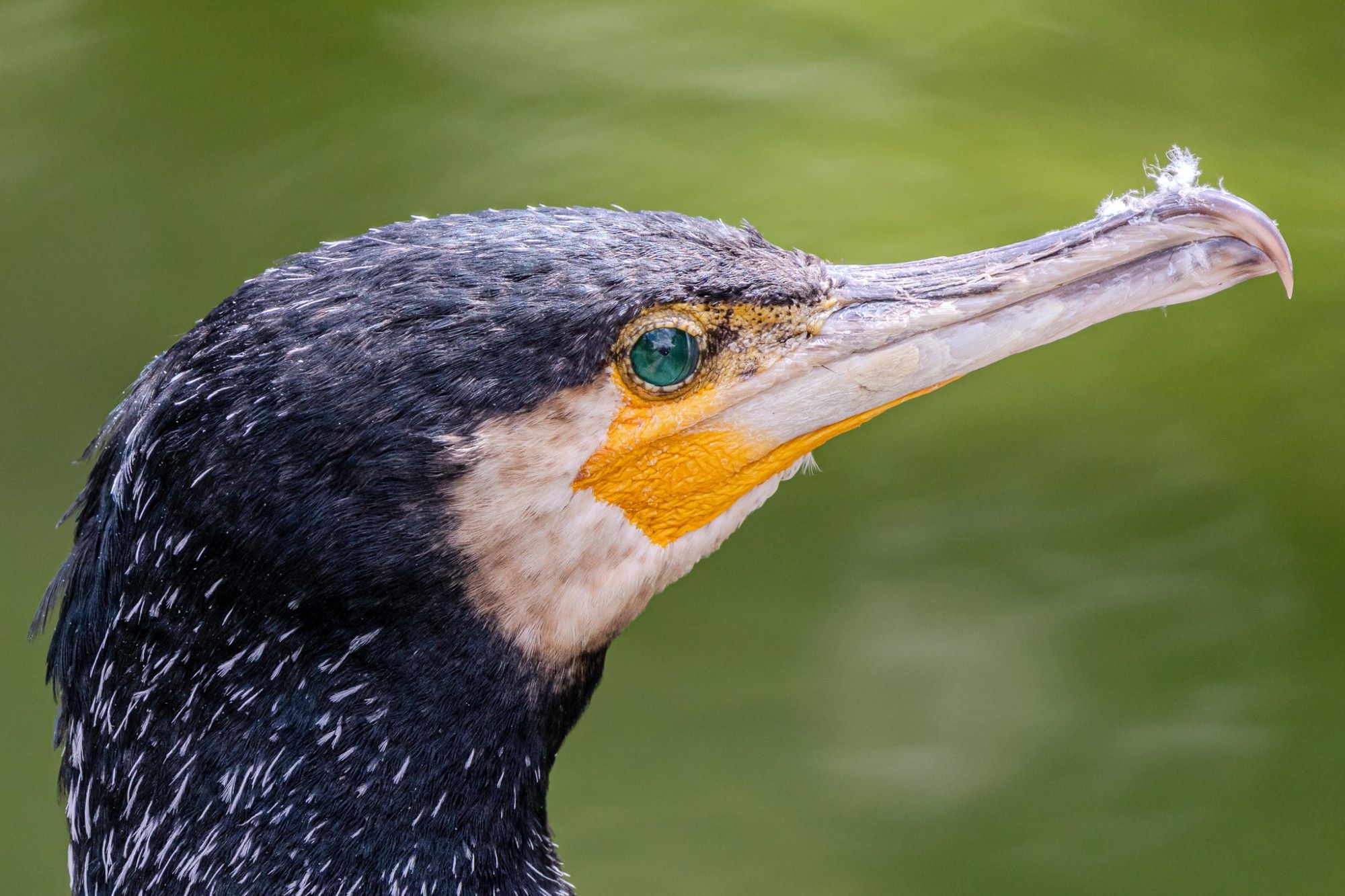 Kormoran Seitenansicht