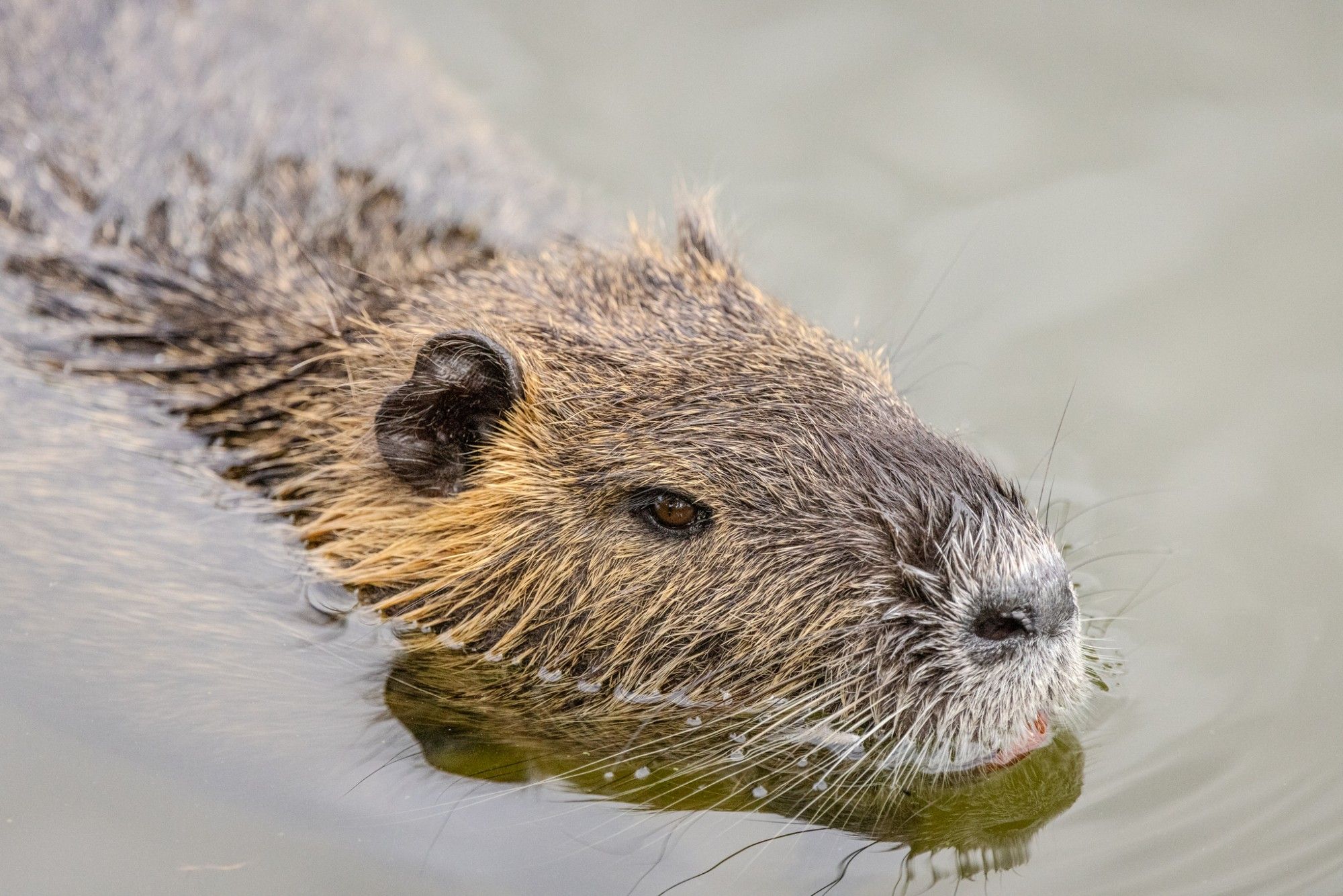 Nutria im Wasser