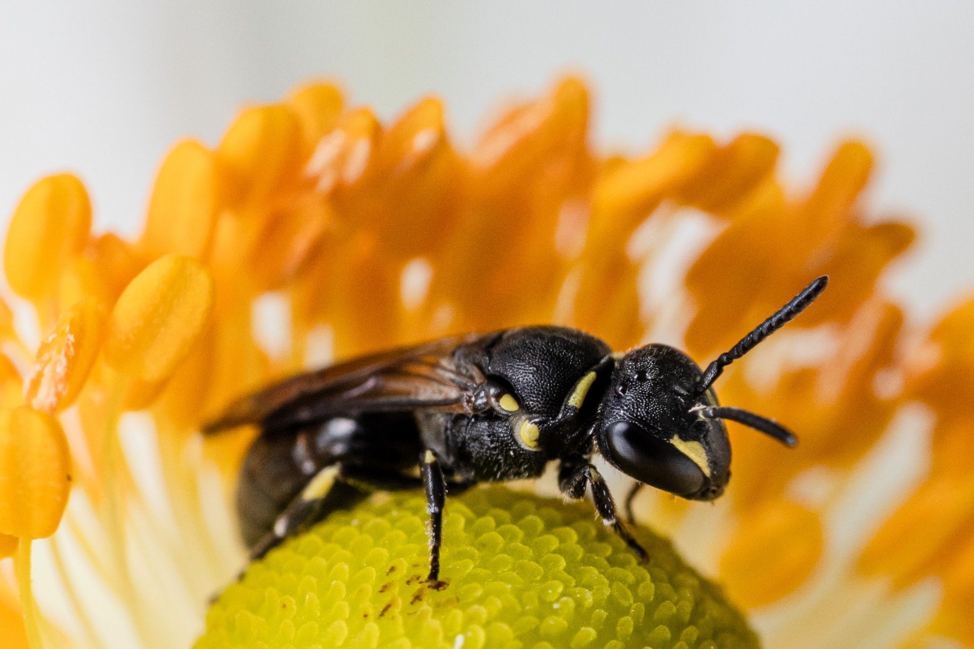 Kleine Biene in einer Blüte