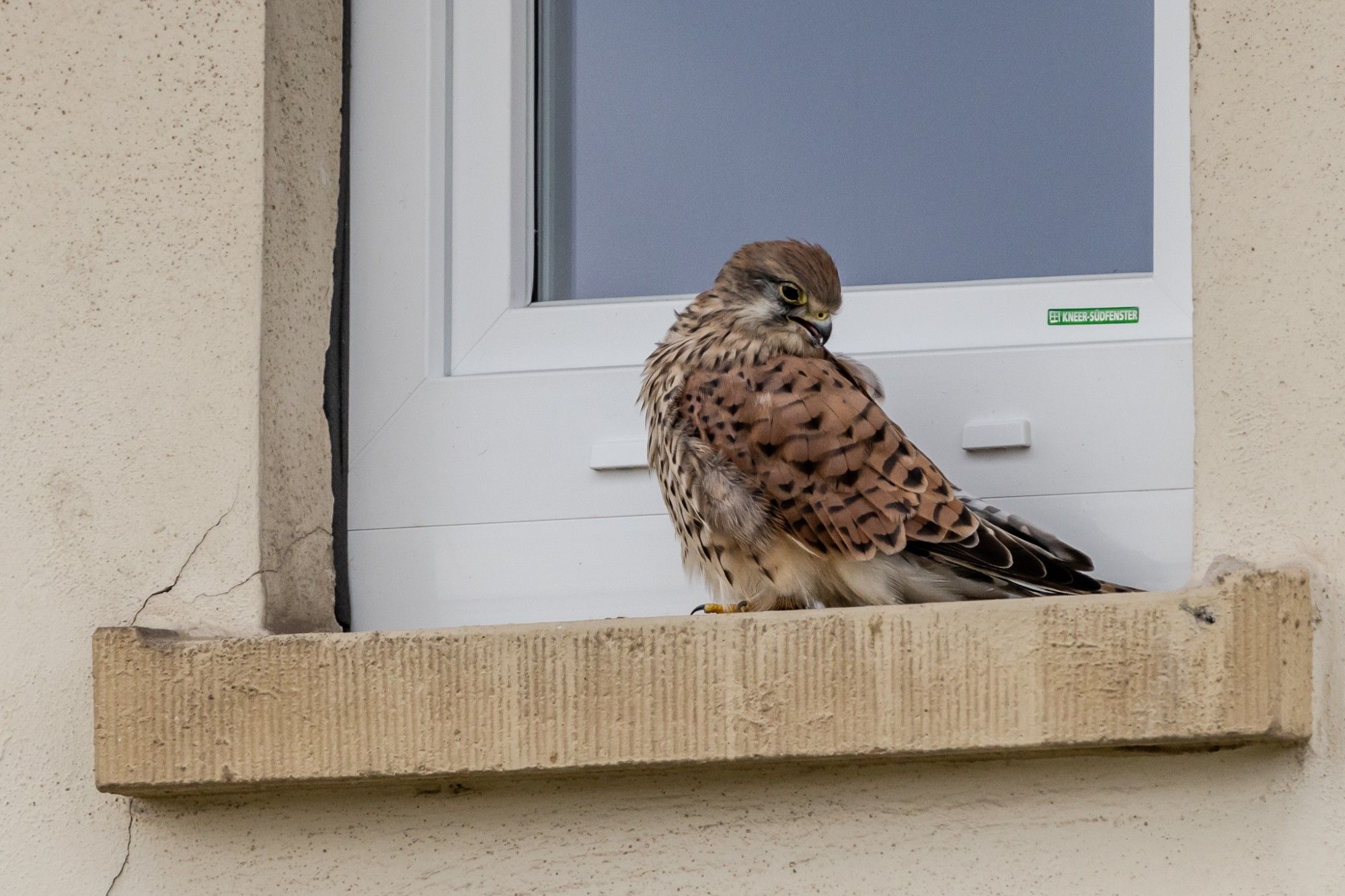 Turmfalke auf Fenstersims