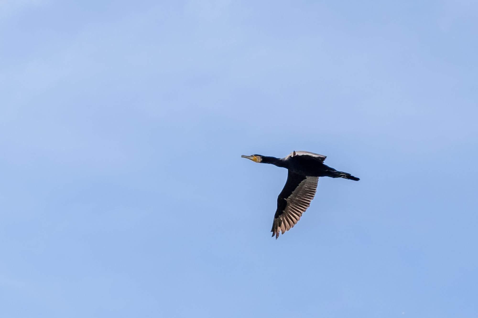 Kormoran im Vorbeiflug