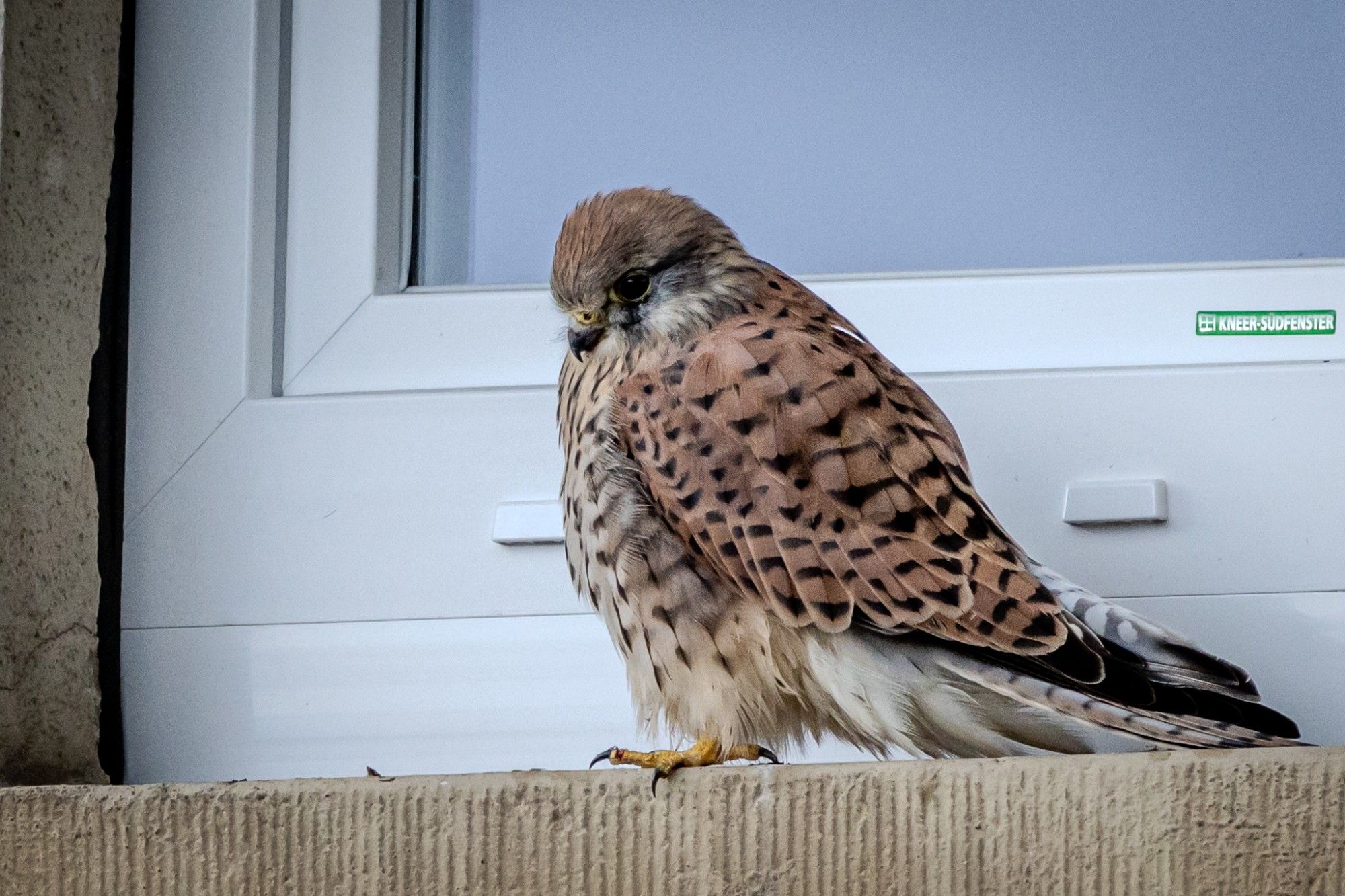 Turmfalke auf Fenstersims