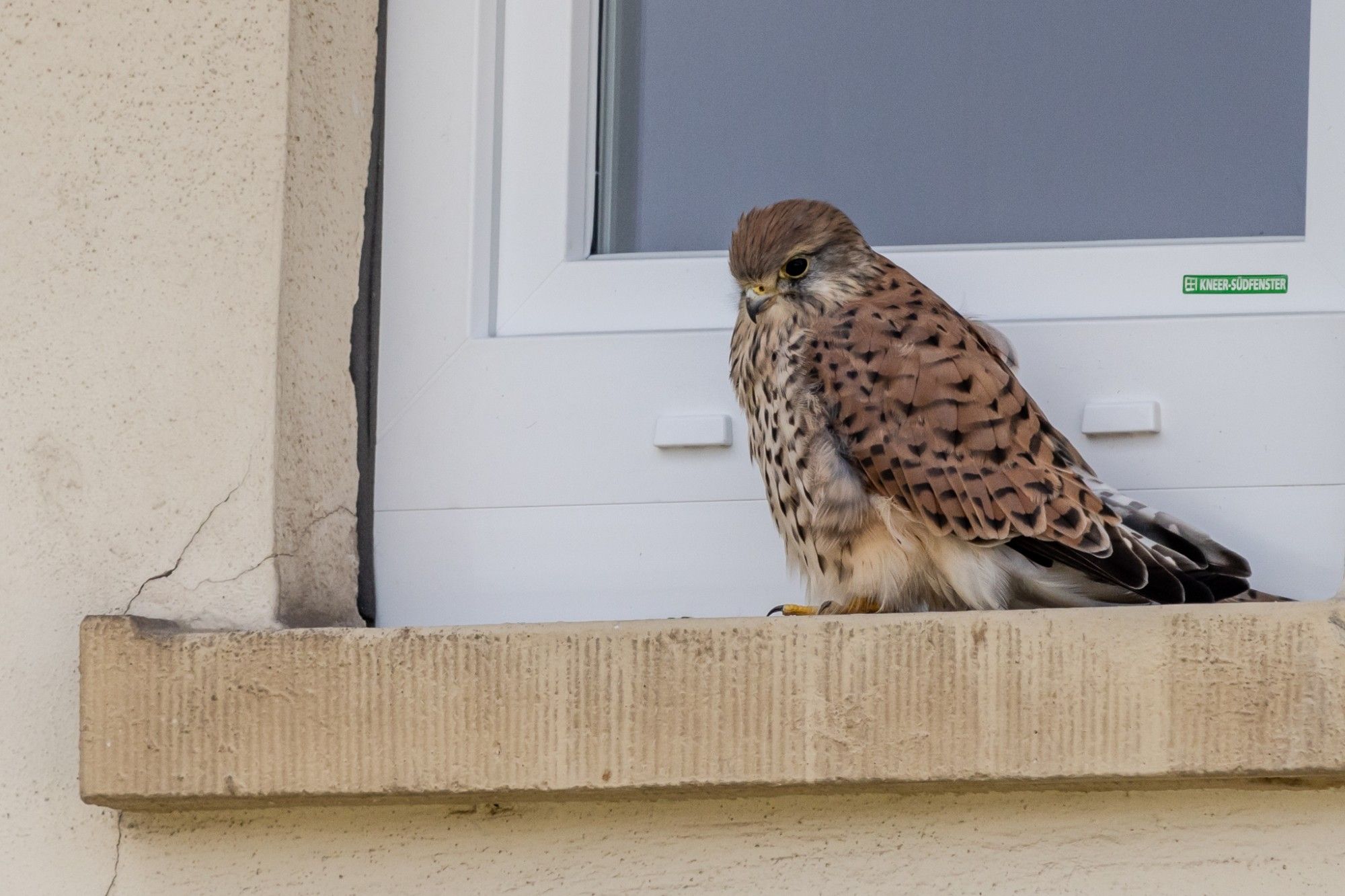 Turmfalke auf Fenstersims