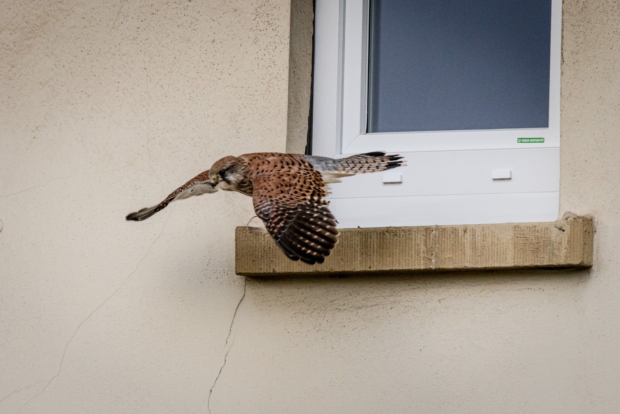 Turmfalke im Abflug