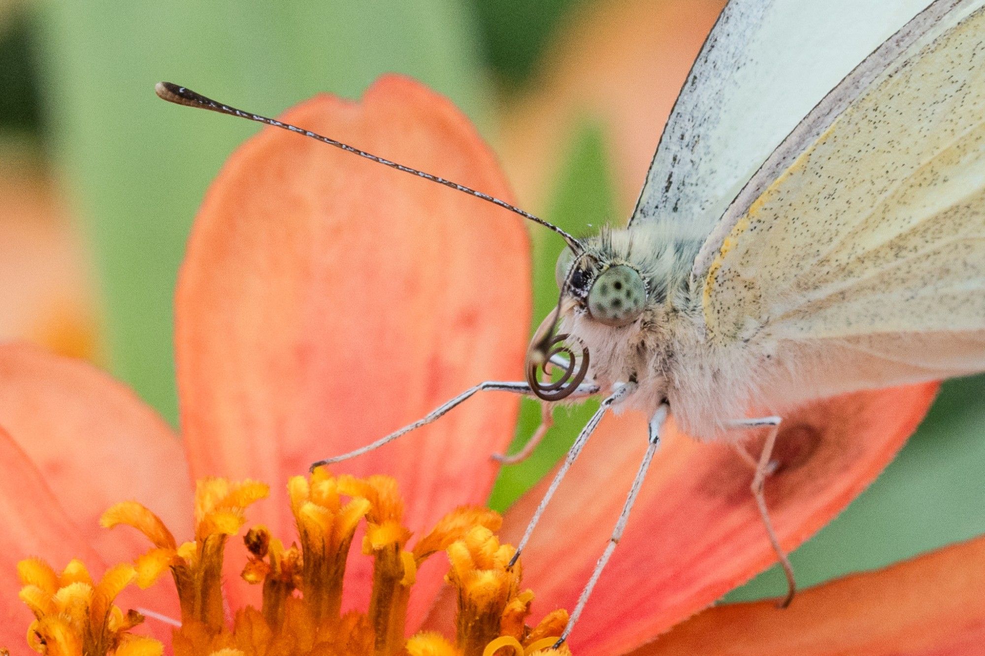 Schmetterling auf Blüte