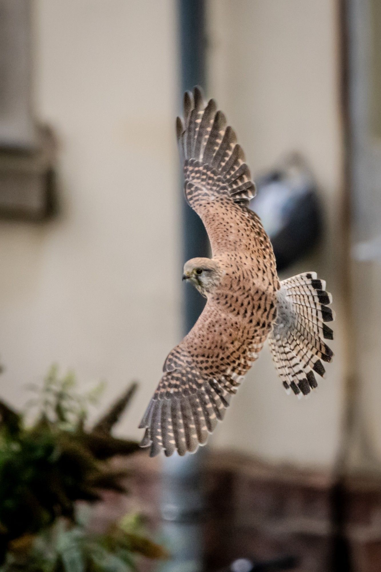 Turmfalke im Flug