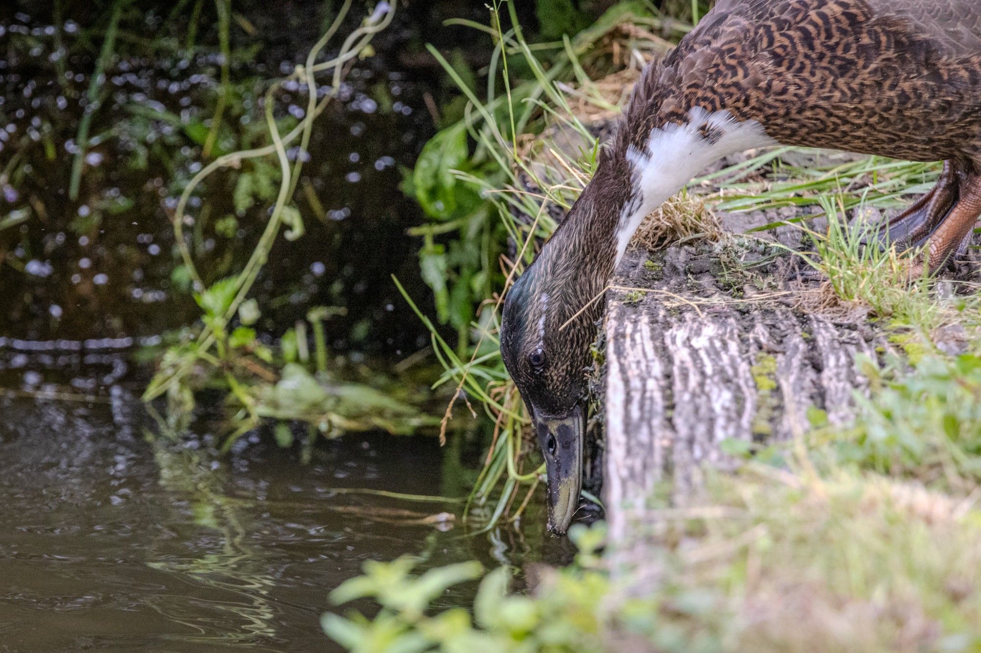 Ente beim Trinken