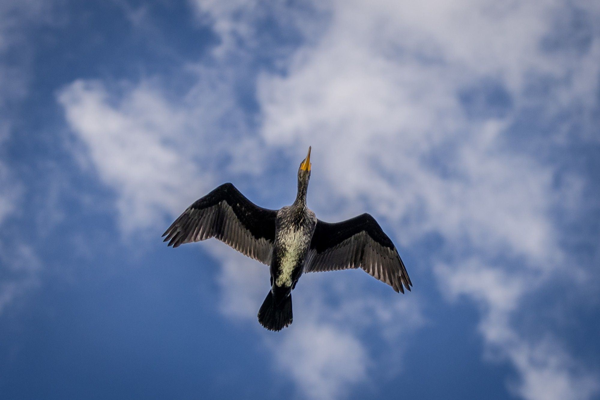 Kormoran im Flug von unten