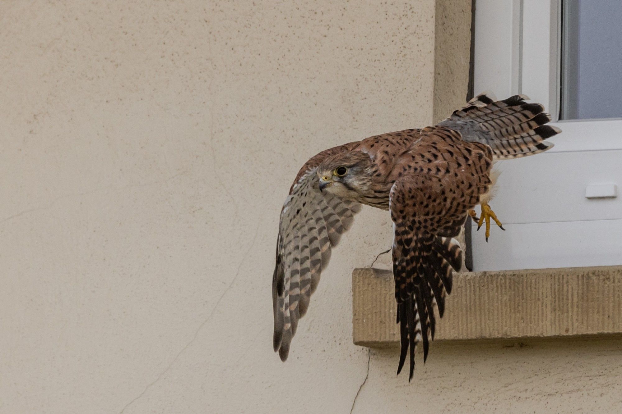 Turmfalke im Abflug