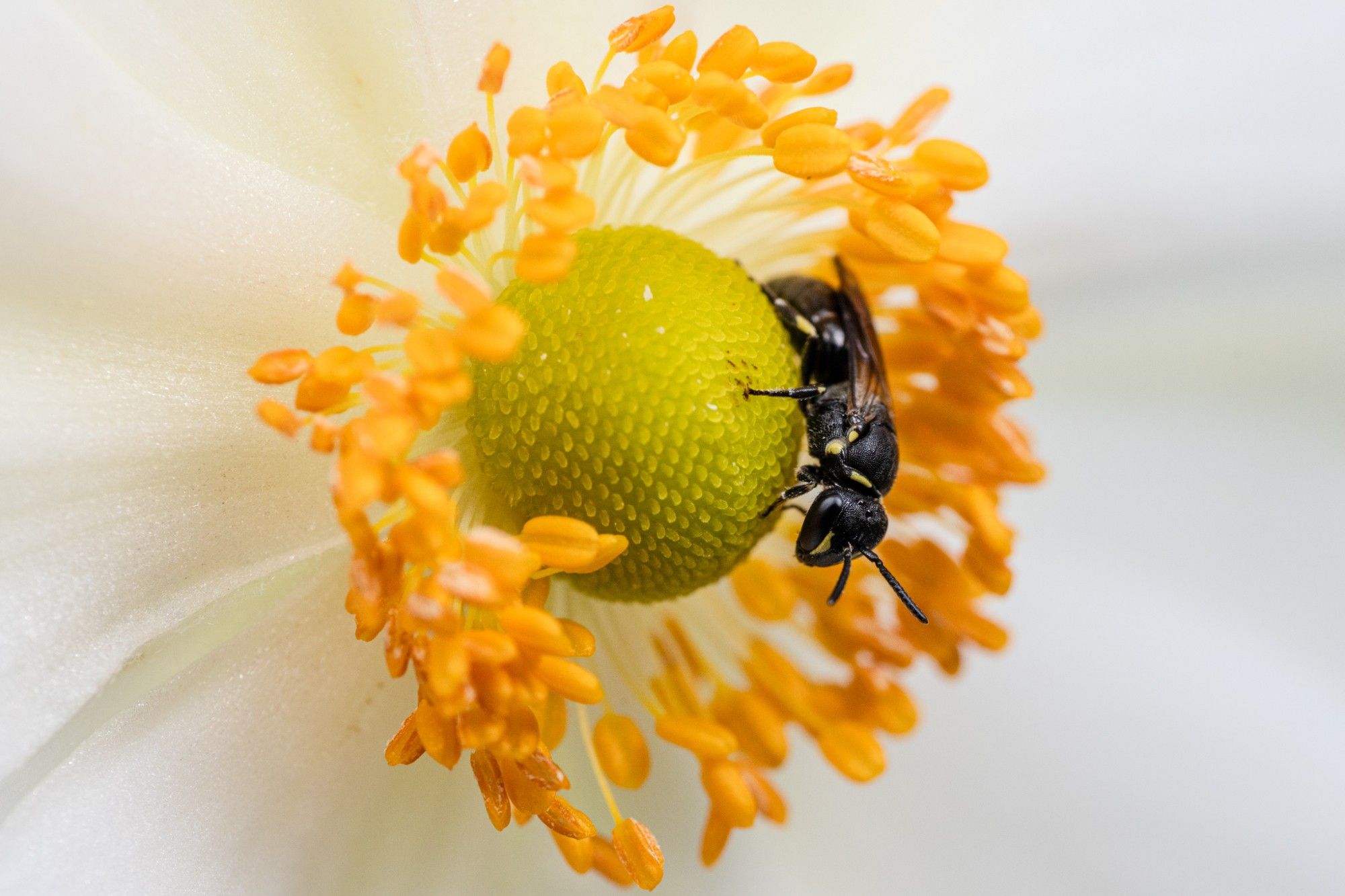 Kleine Biene in einer Blüte