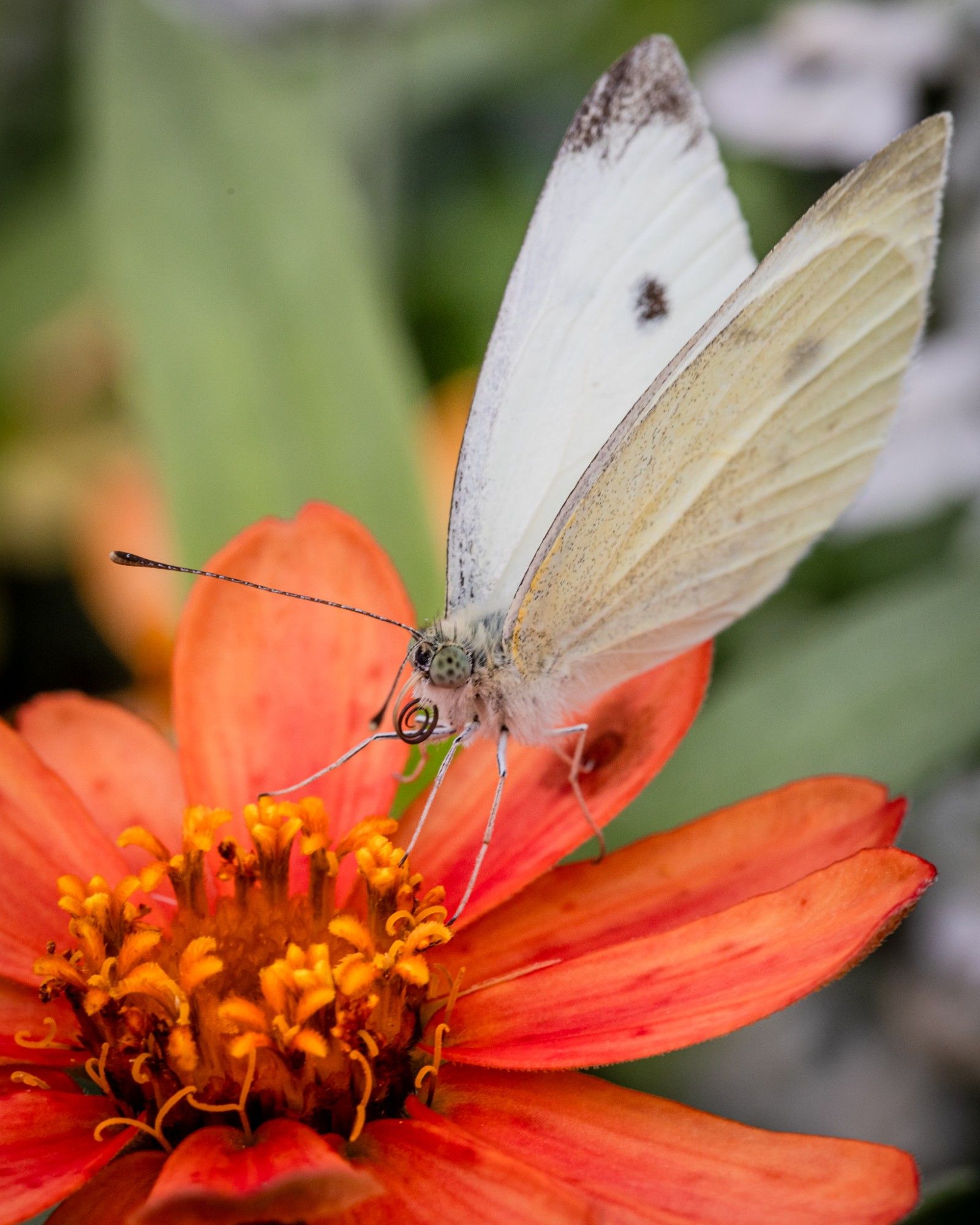 Schmetterling auf Blüte