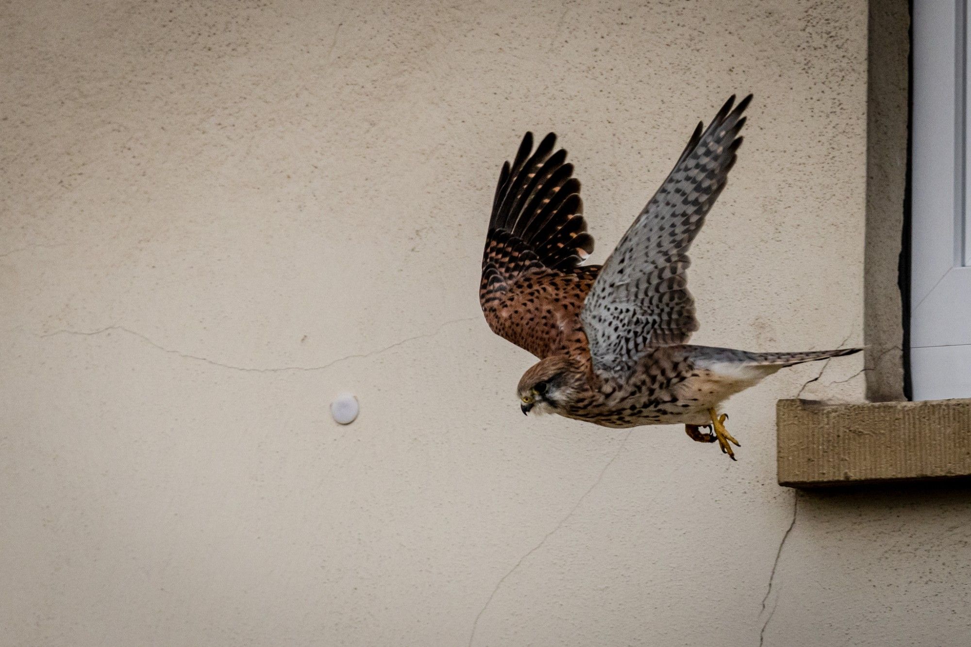 Turmfalke im Flug