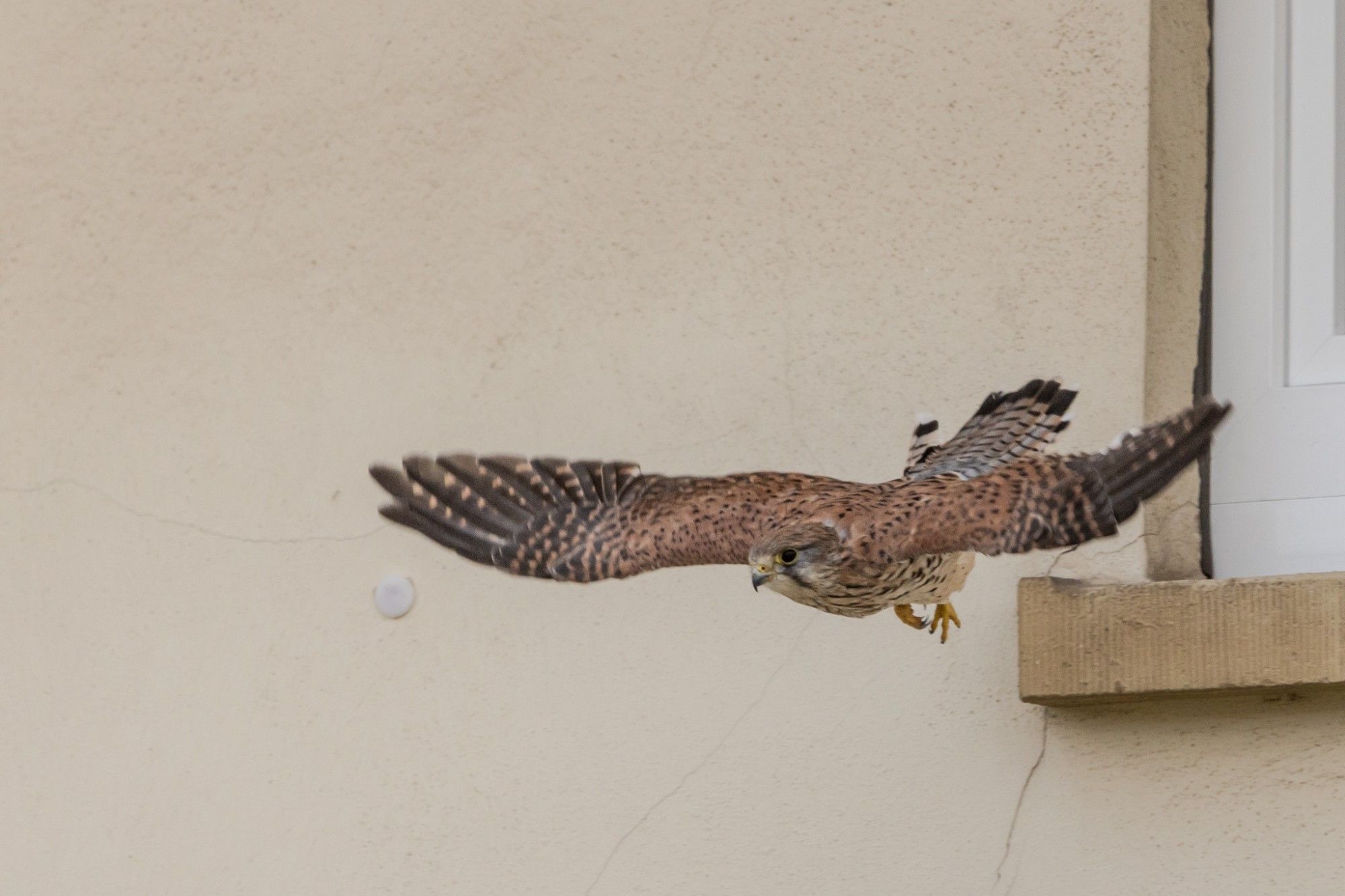 Turmfalke im Abflug