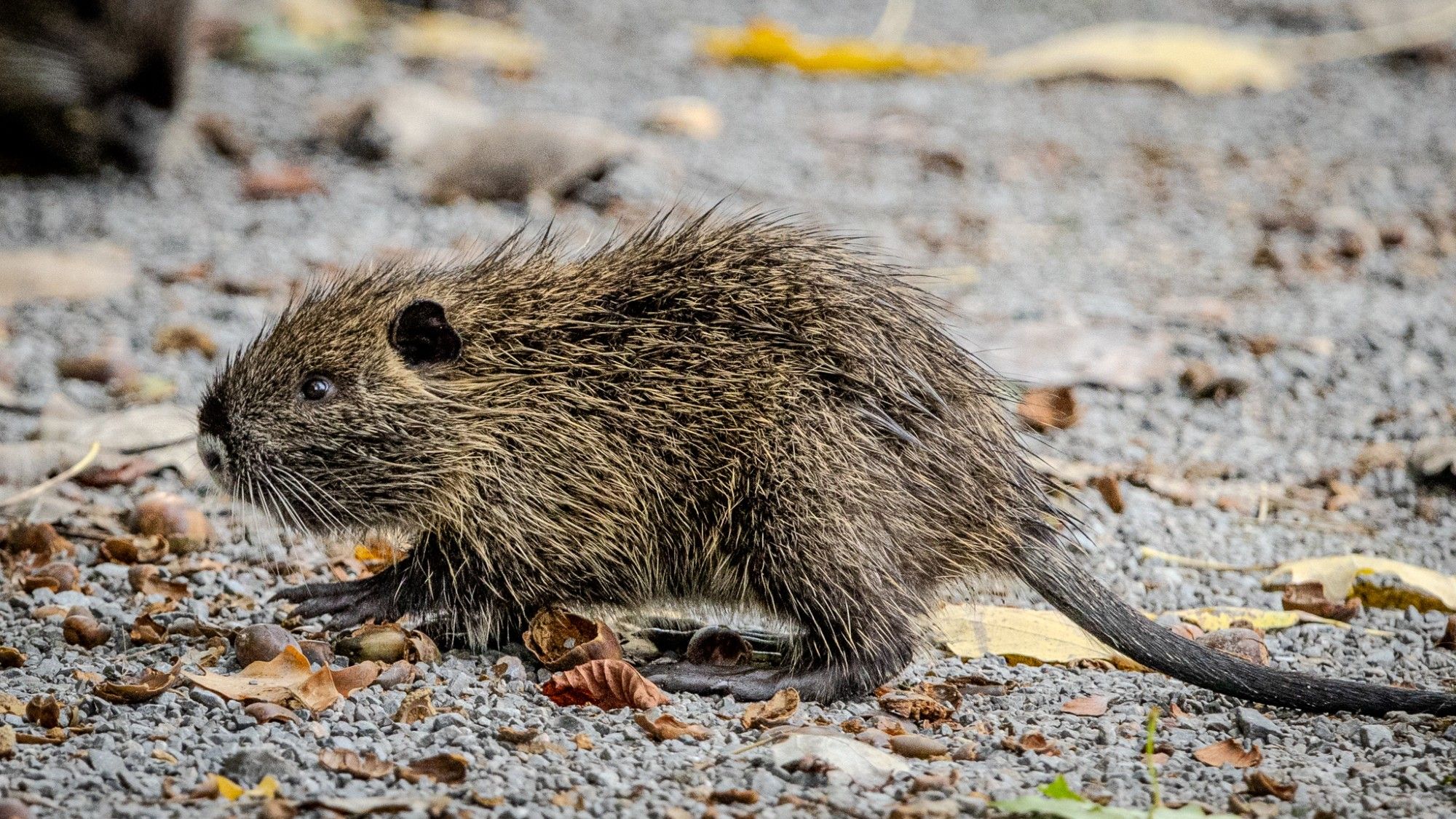 Nutria Baby