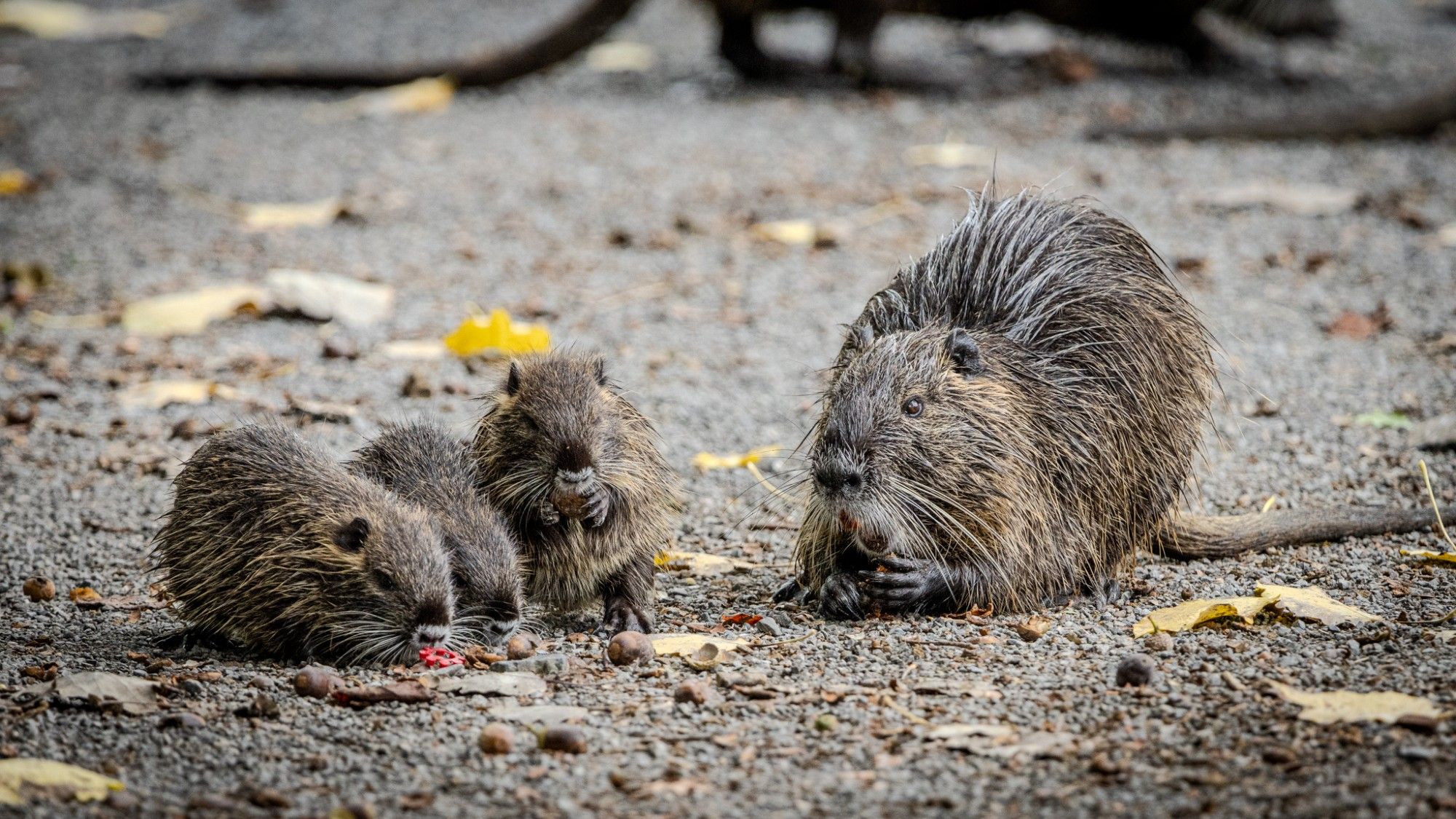 Drei Nutria Babys und ein adultes Tier