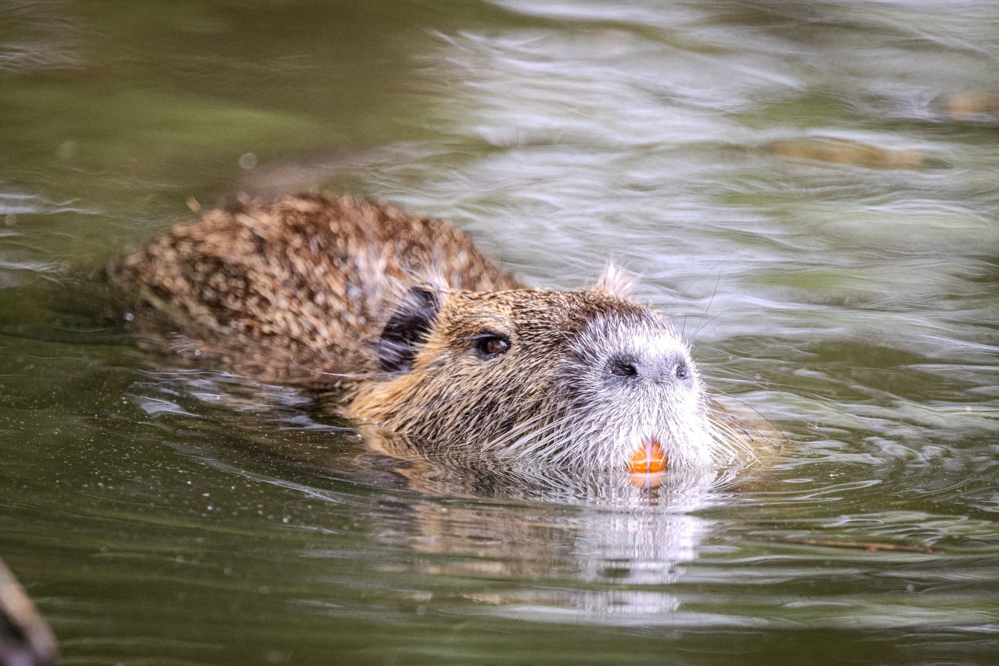 Nutria im Wasser