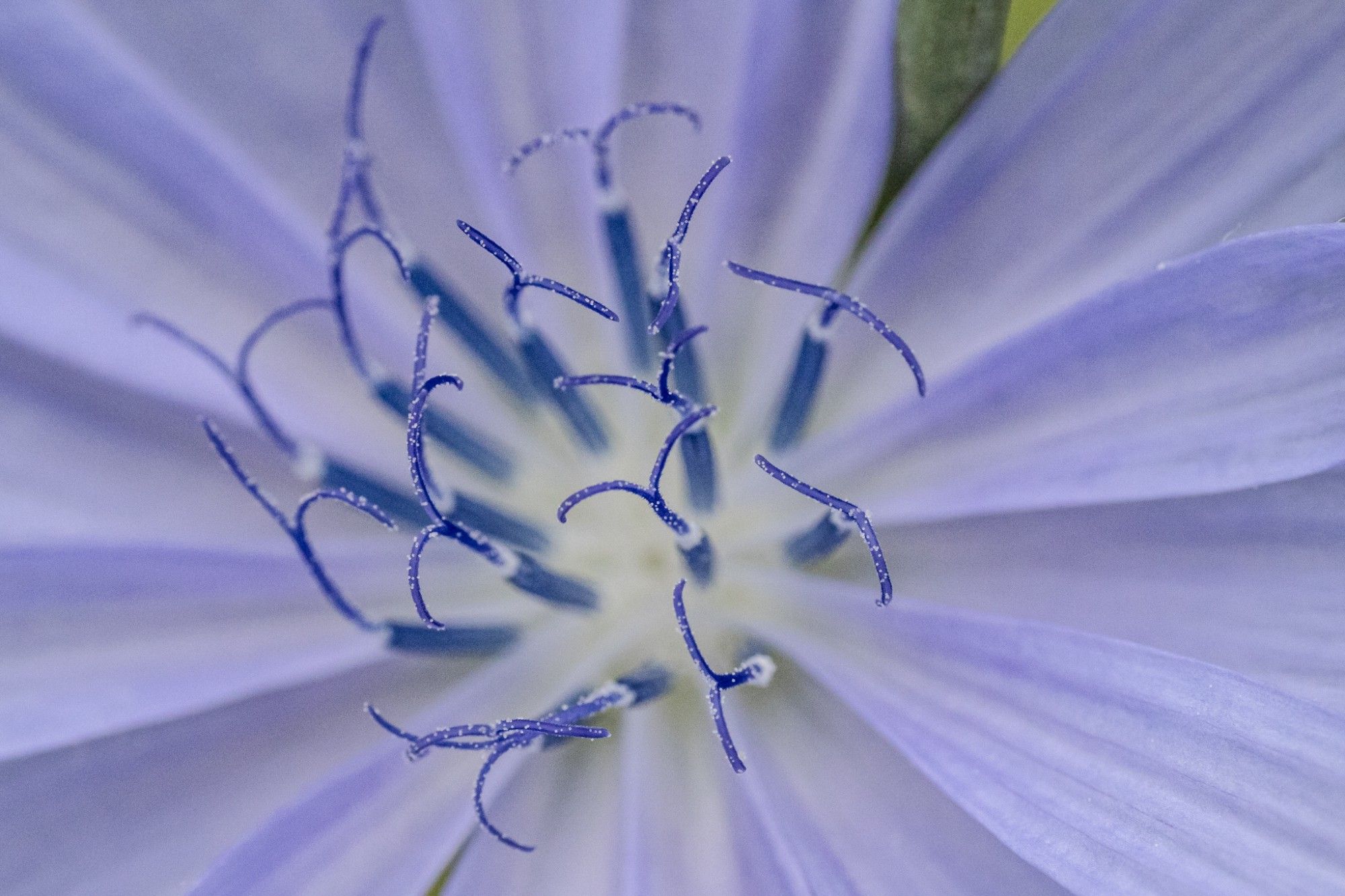 Stempel einer Kornblume