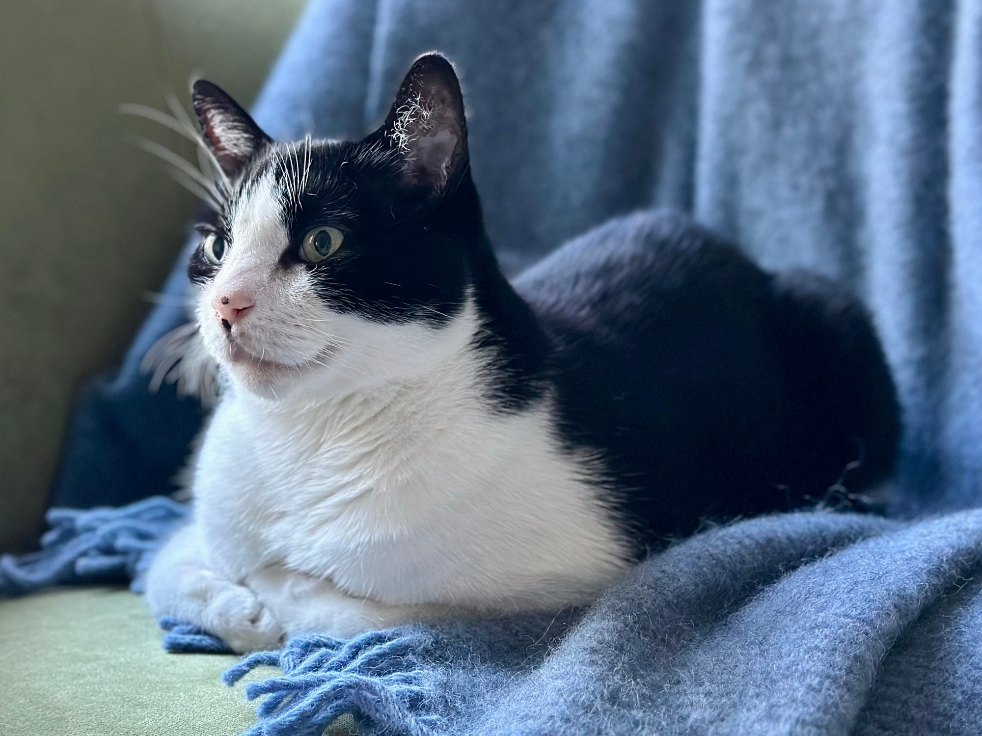 Black and white (tuxedo) cat on a blue blanket with blue fringe over a partly visible green surface. The cat faces left with his paws curled under his chest, loaf-like. His eyes and ears show him to be alert. 