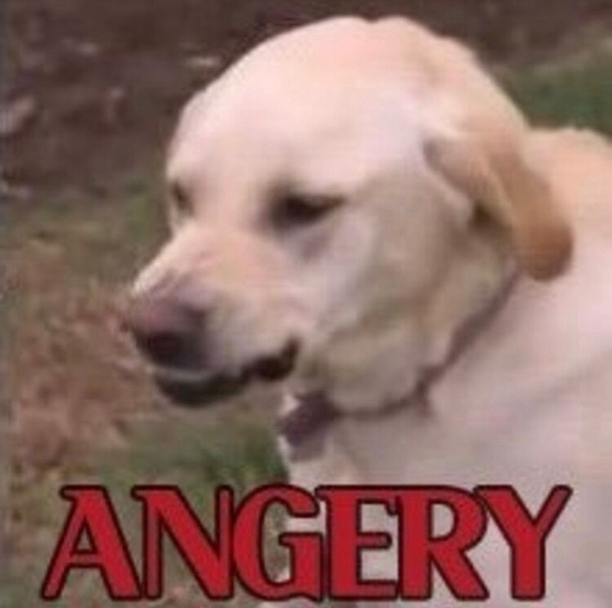 white dog with scrunched nose and red text that says ANGERY