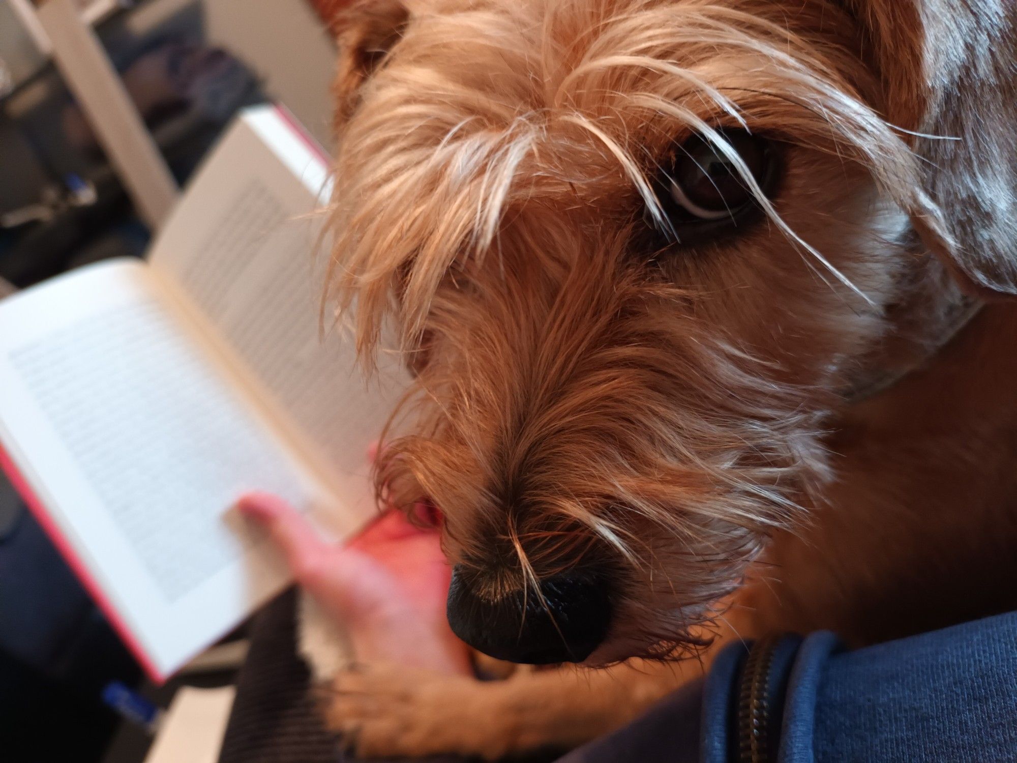 A dog is looking deeply into the camera, or rather the person behind it, with a paw on that person's arm - of which hand is holding a book. 
This is my first alt text, I think I overcomplicated it.