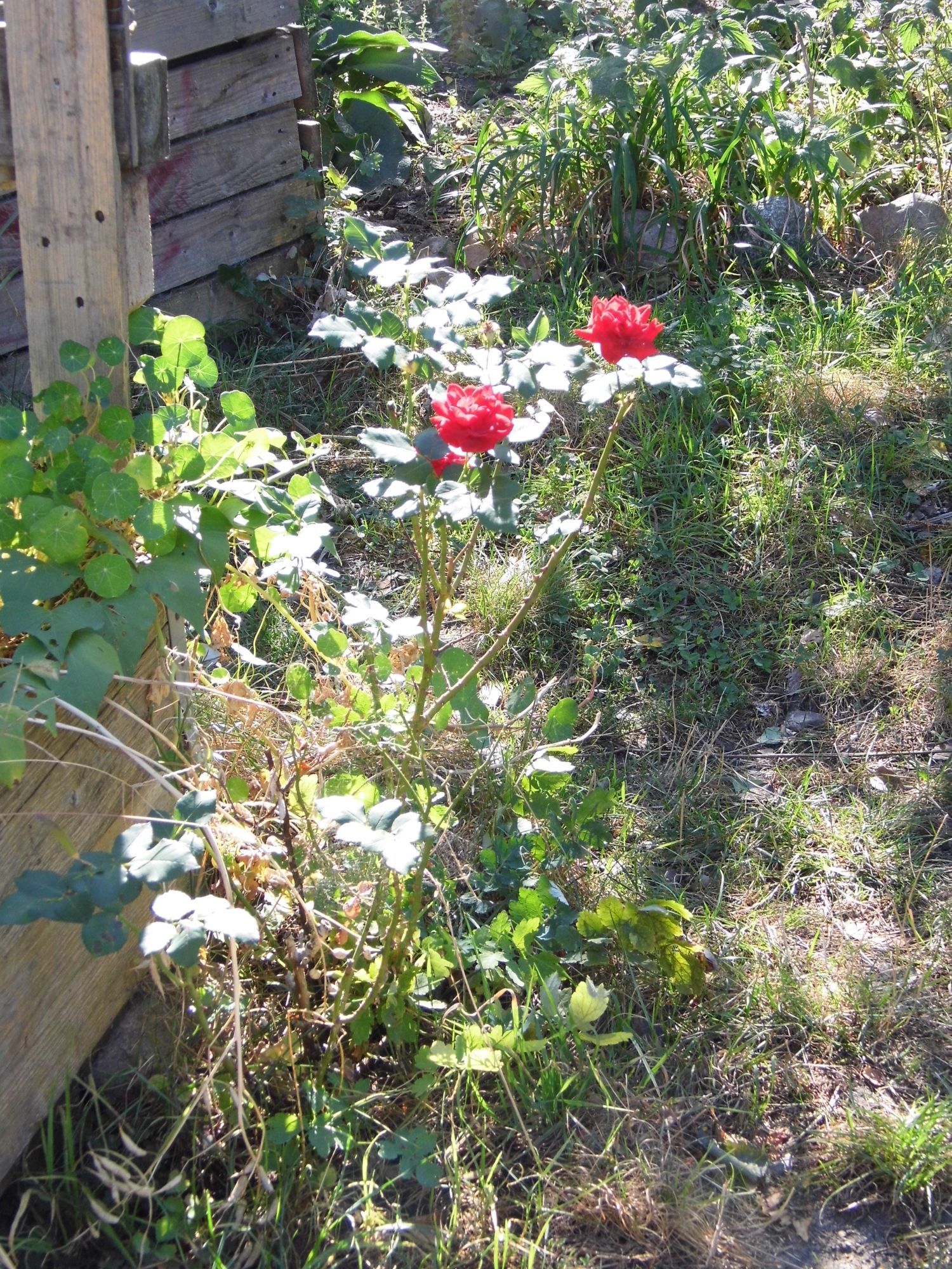 Letzte Rosen im Herbstlicht im Karma-Garten Rixdorf.