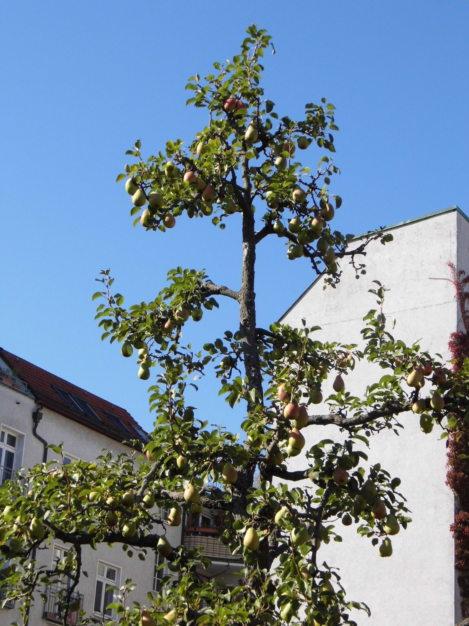 Obstbäumchen mit Herbstfrucht vor blauem Himmel.