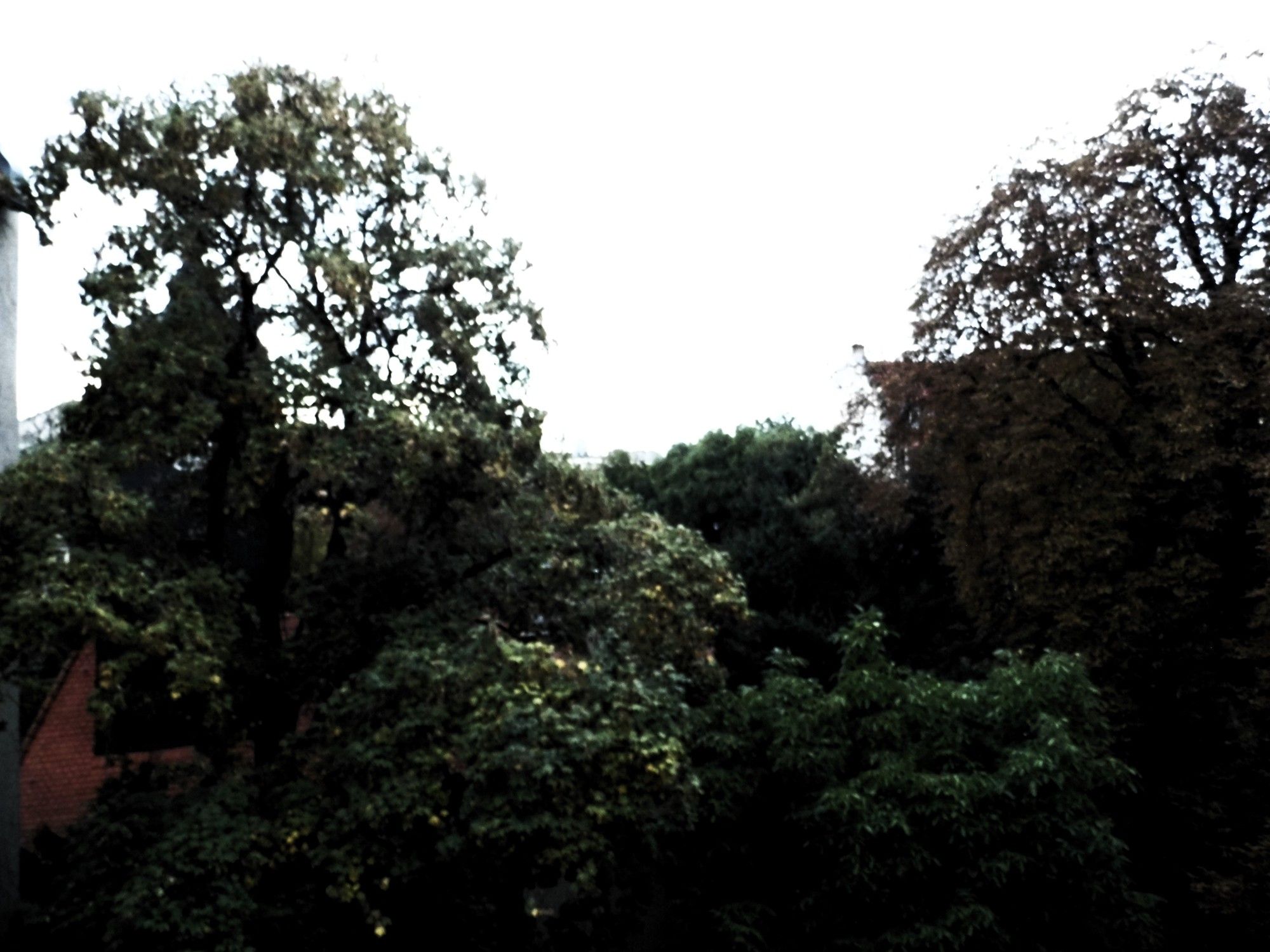 Herbstliche Morgendämmerung. Hinterhof-Blick auf Bäume und Kirchturm in Rixdorf.