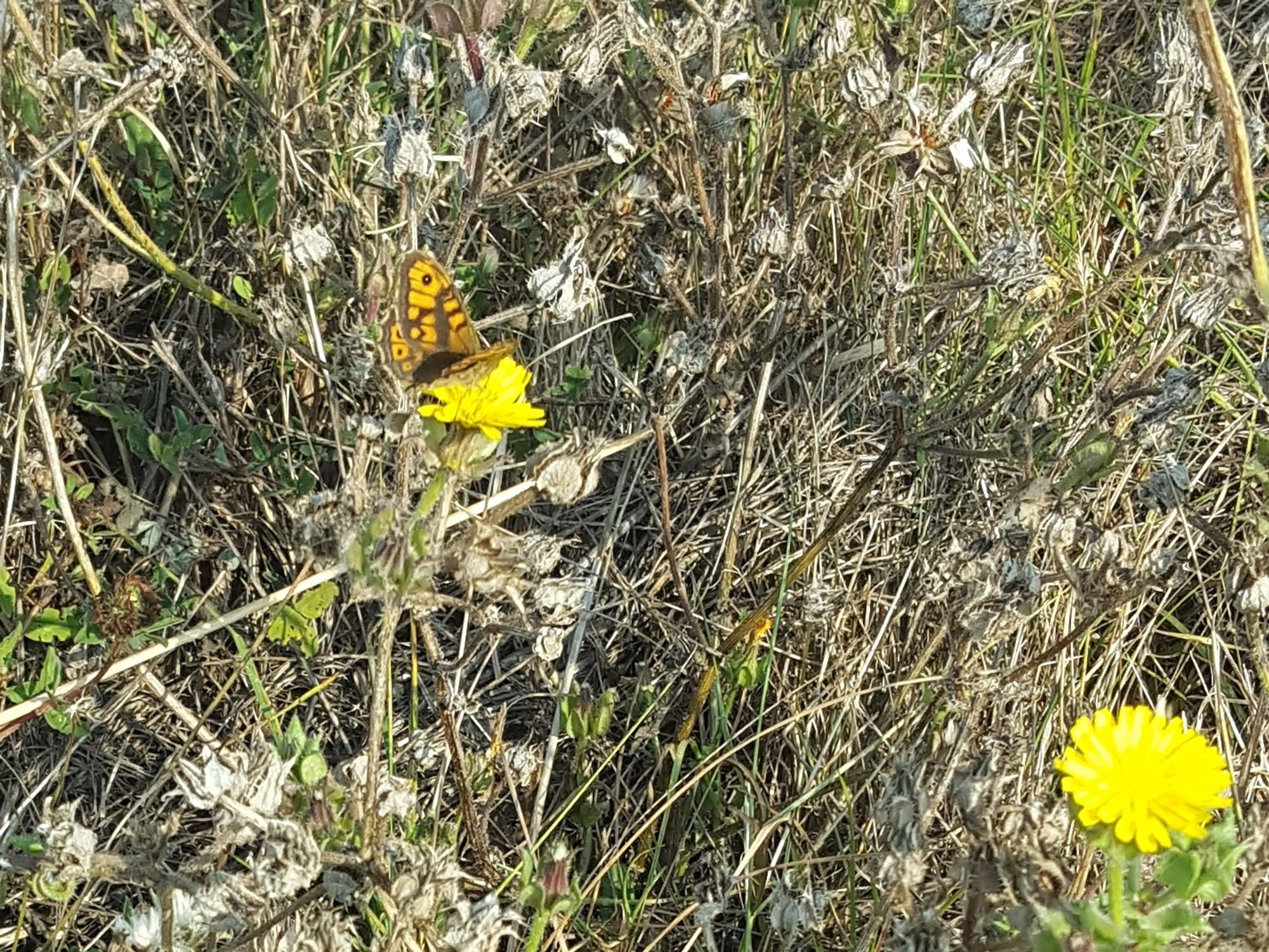 A brown-and-orange butterfly on a yellow flower, amongst grassy vegetation.