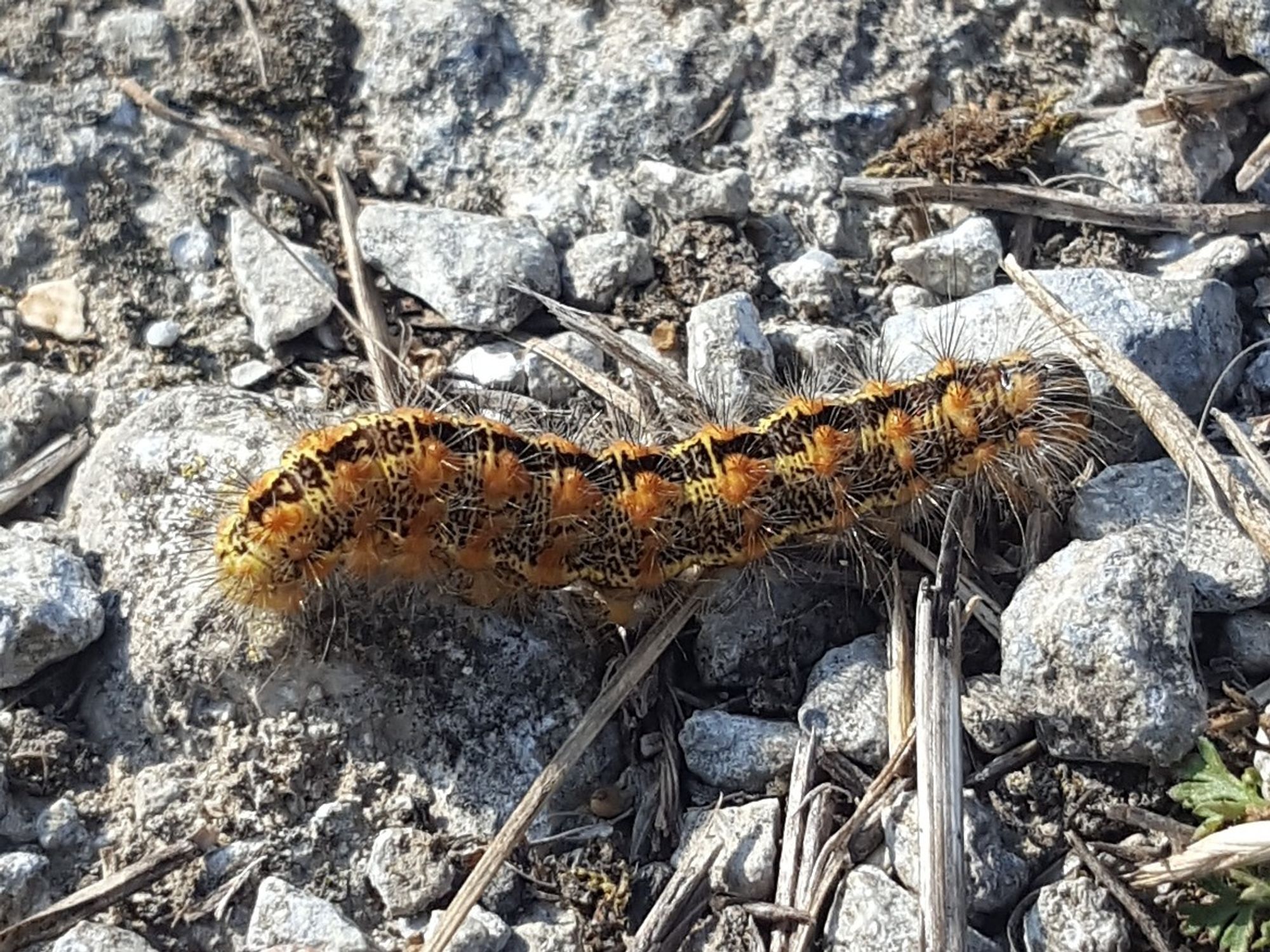 A hairy caterpillar with black, yellow and orange markings, walking on a stony surface.