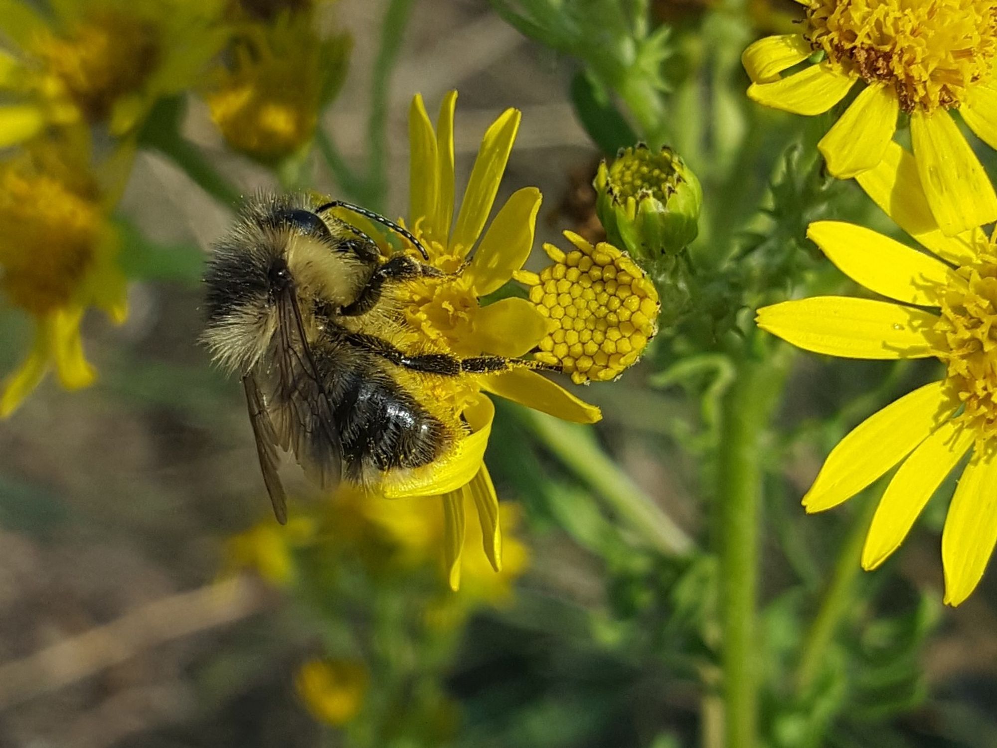 A bumblebee on a yellow flower.