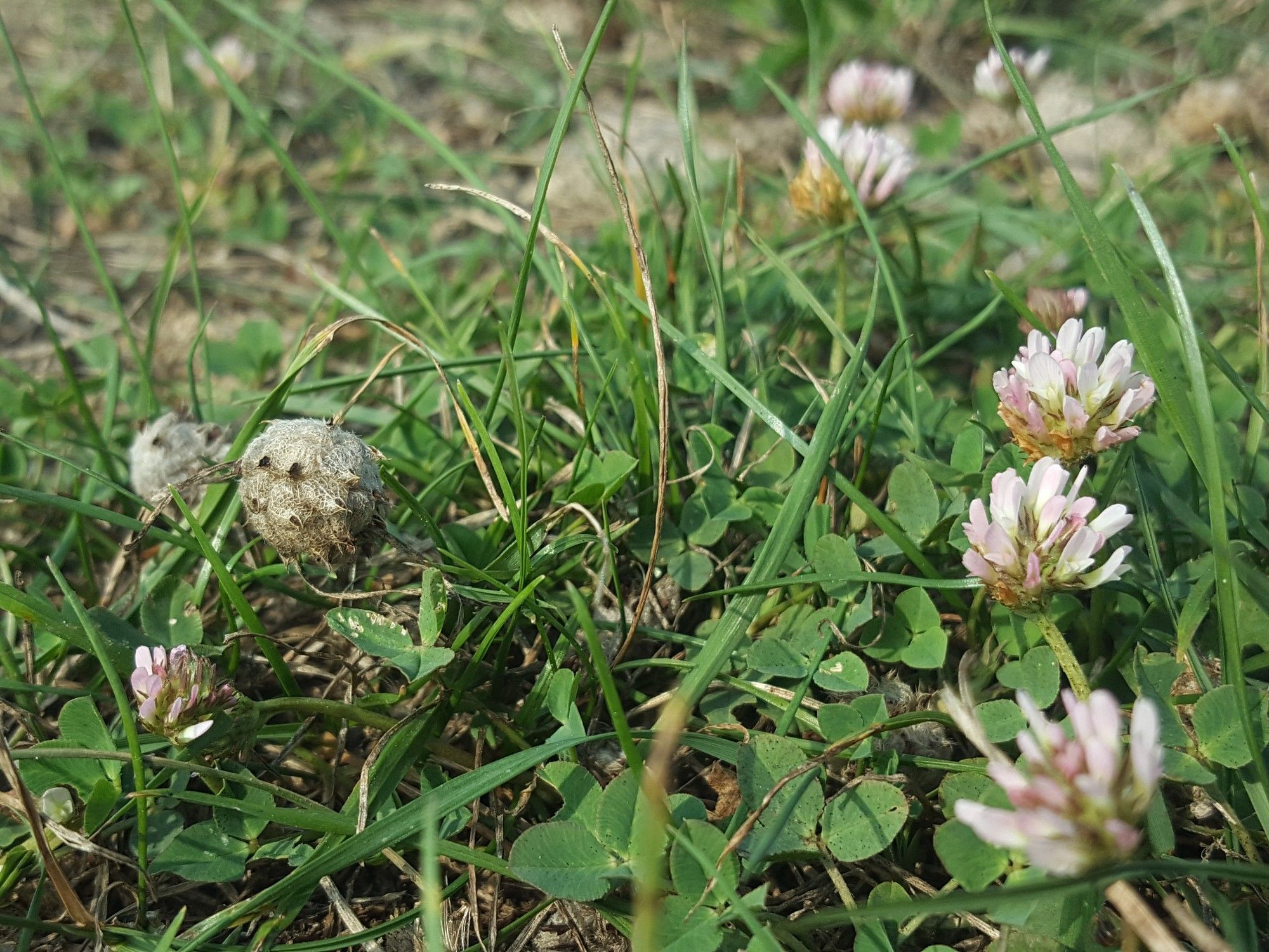 Pale pink clover flowerheads.