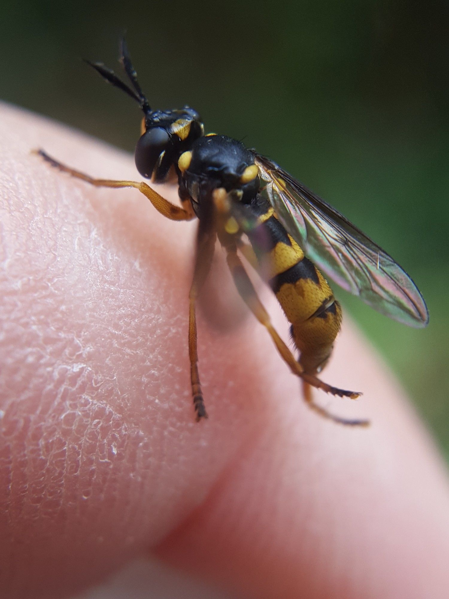 A black-and-yellow fly with an elongated body, perched on my finger.