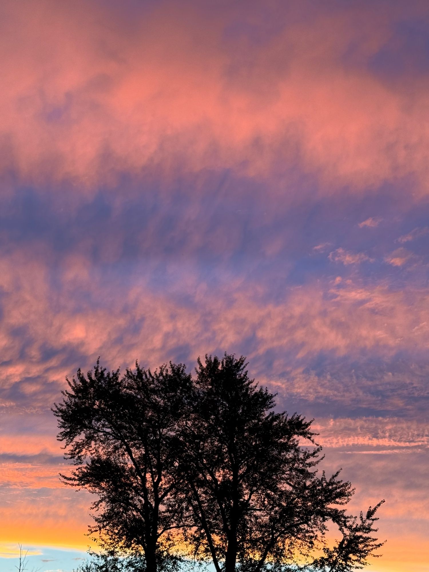 Brilliant coral cloud wisps are illuminated at sunset, as the background deepens to light indigo.