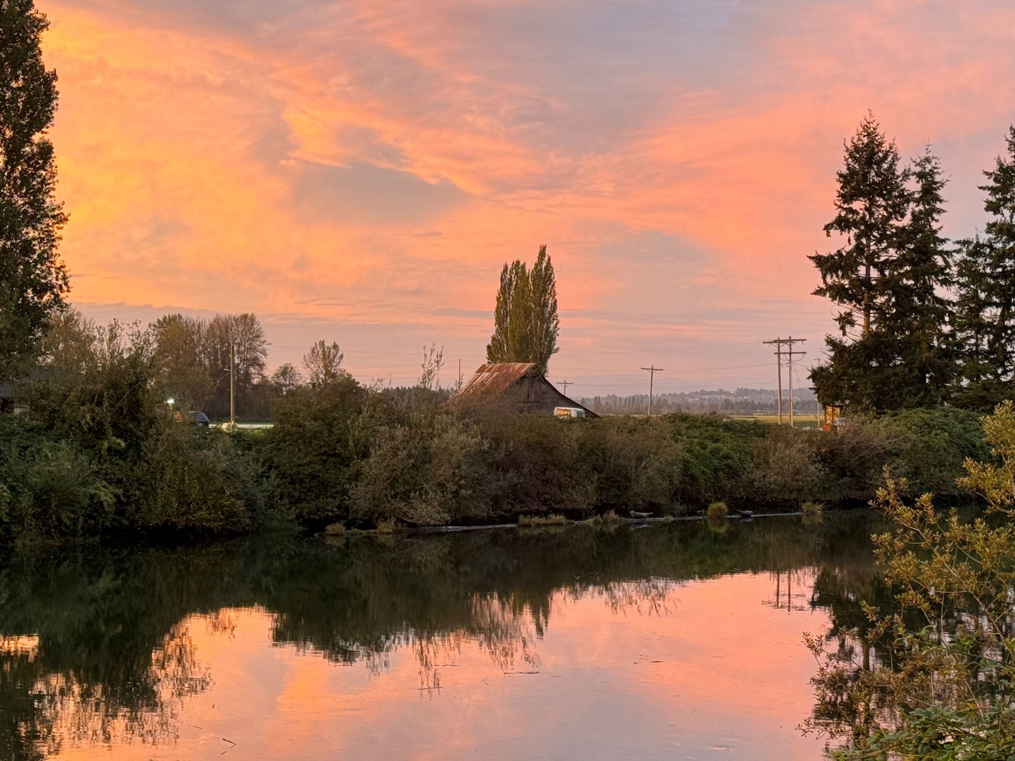 As the sun begins to set, an orange-pink glow warms trees and reflects on the surface of a slow-moving river. Two coho-stuffed harbor seals rest on a log along the river bank.