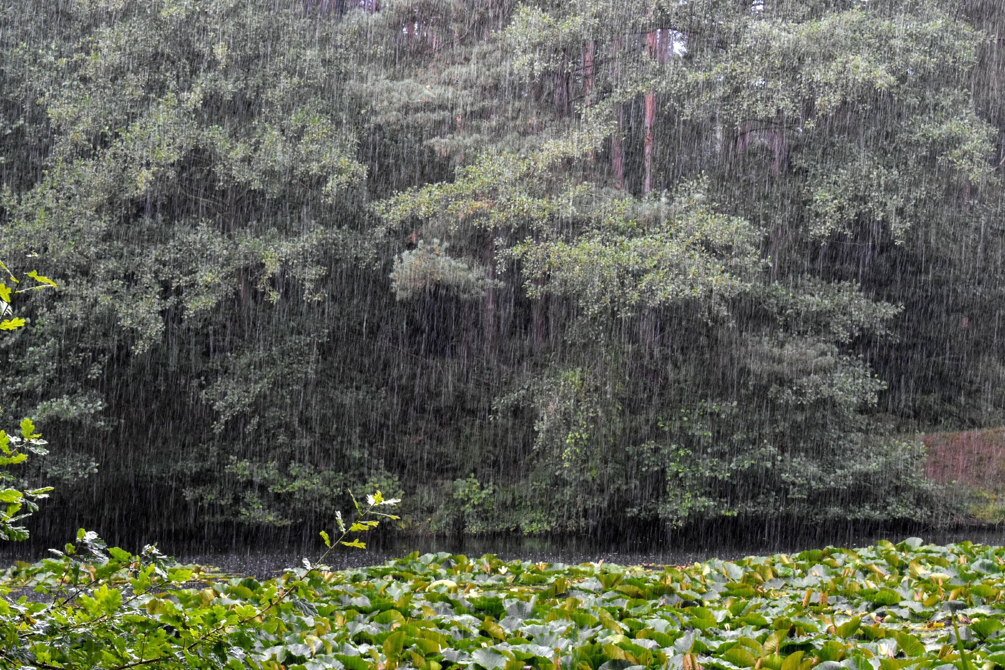 Heavy rain partly obscures the background of trees over a local fishing pond with water lilies floating on its surface.