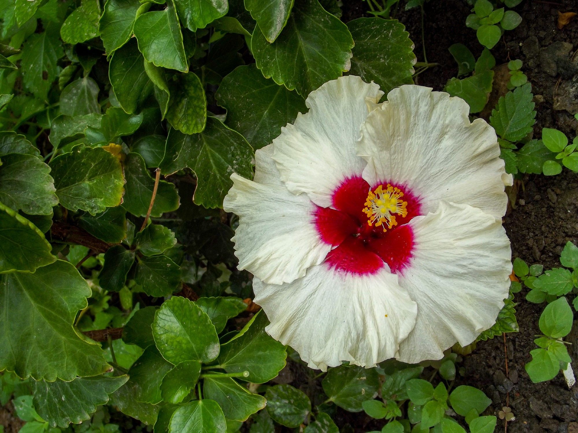 A beautiful white flower with a central crimson patch and yellow stamens rests against the green leaves of the bush that produced it.