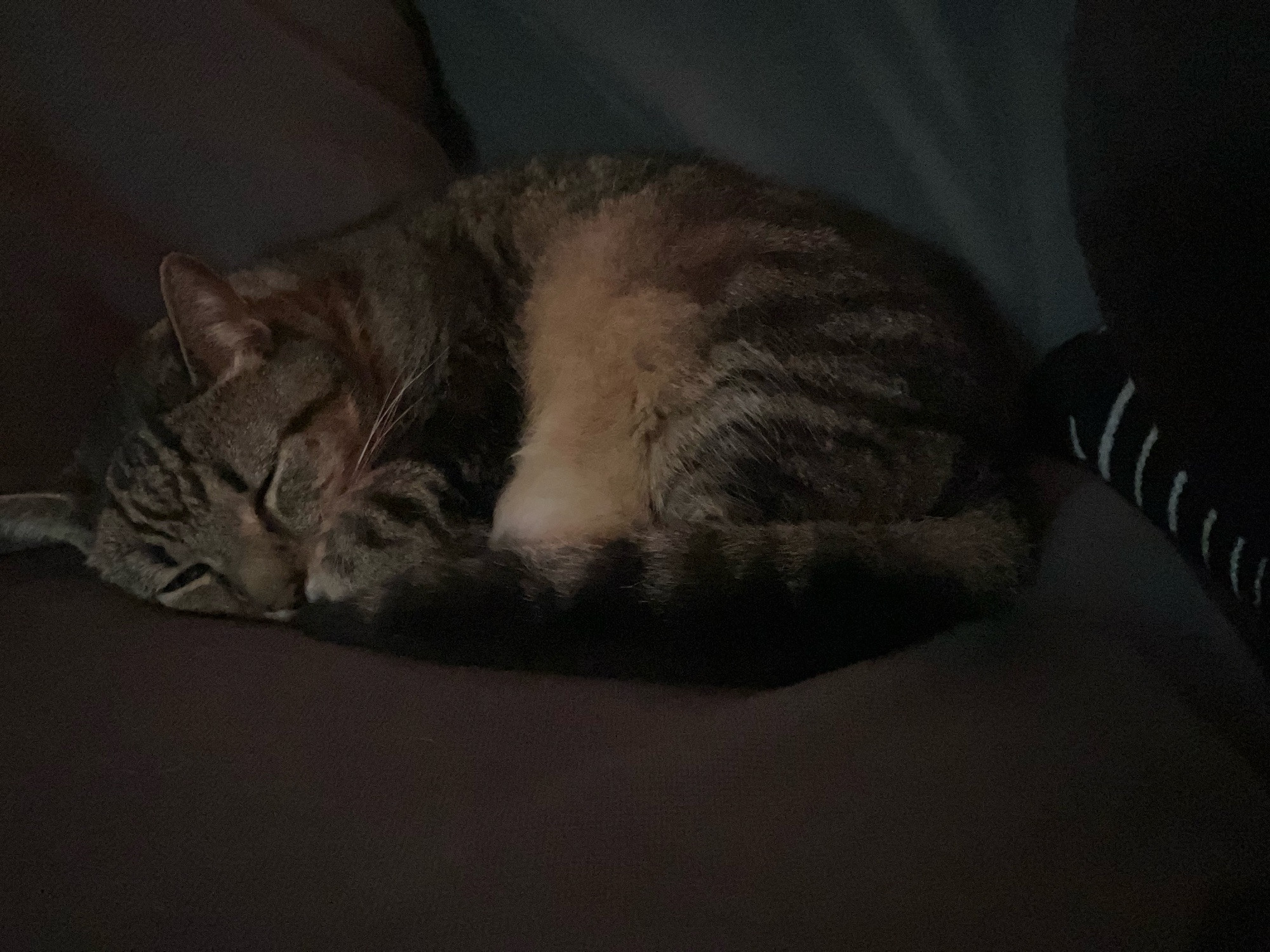 a fat striped grey cat, curled up and sleeping