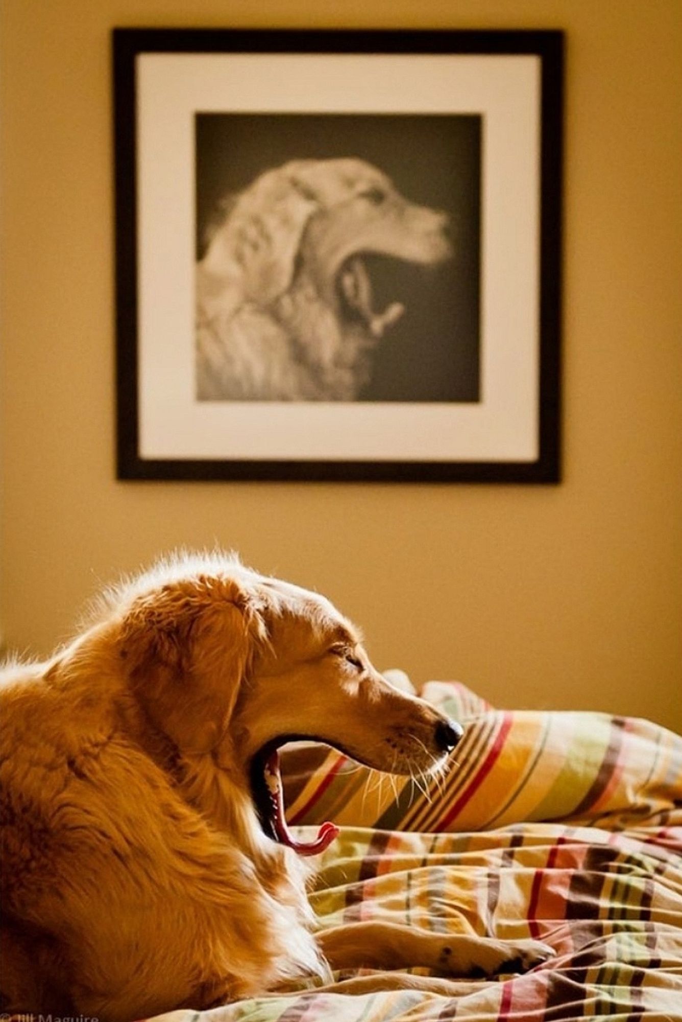 Photography. A color photo of a large beige dog yawning on a plaid bedspread. The dog is yawning in the foreground, but in the background there is a black and white photo hanging on the wall of the exact same dog yawning in the foreground. Very original and a very popular photo on the internet that is often stolen and shared without attribution.
Info: Jill Maguire about her Photo:
"My original muse Brady passed away in late January 2021. He was the reason I got into photography, and I spent a short time thinking I would be a pet photographer but it never quite stuck. This particular photo went a little bit viral a few years back and some accused me of photoshopping it (I didn't). I knew the day would come when he would yawn on the bed and it was just a matter of having the camera nearby (and a giant picture of him on the wall, of course)."