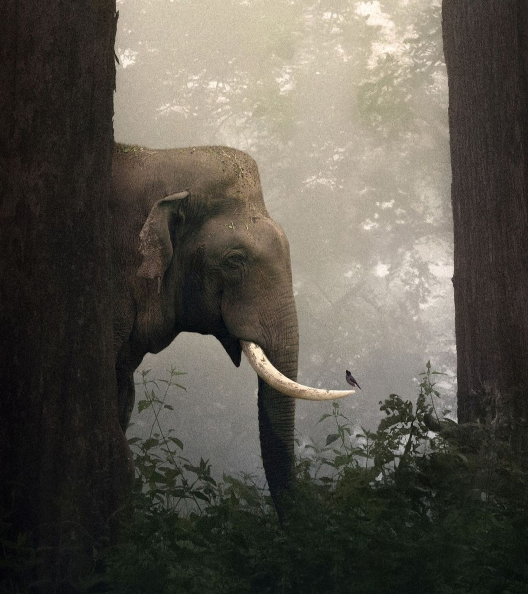 Photography. A color photo of an elephant in the jungle of India with a bird as a guest star. The photo was taken in the foggy jungle of India. The front part of a gray elephant can be seen between two thick tree trunks and green bushes. A small black and gray bird sits on its mighty tusk and seems to be looking at it. I wonder if they are talking about the weather?