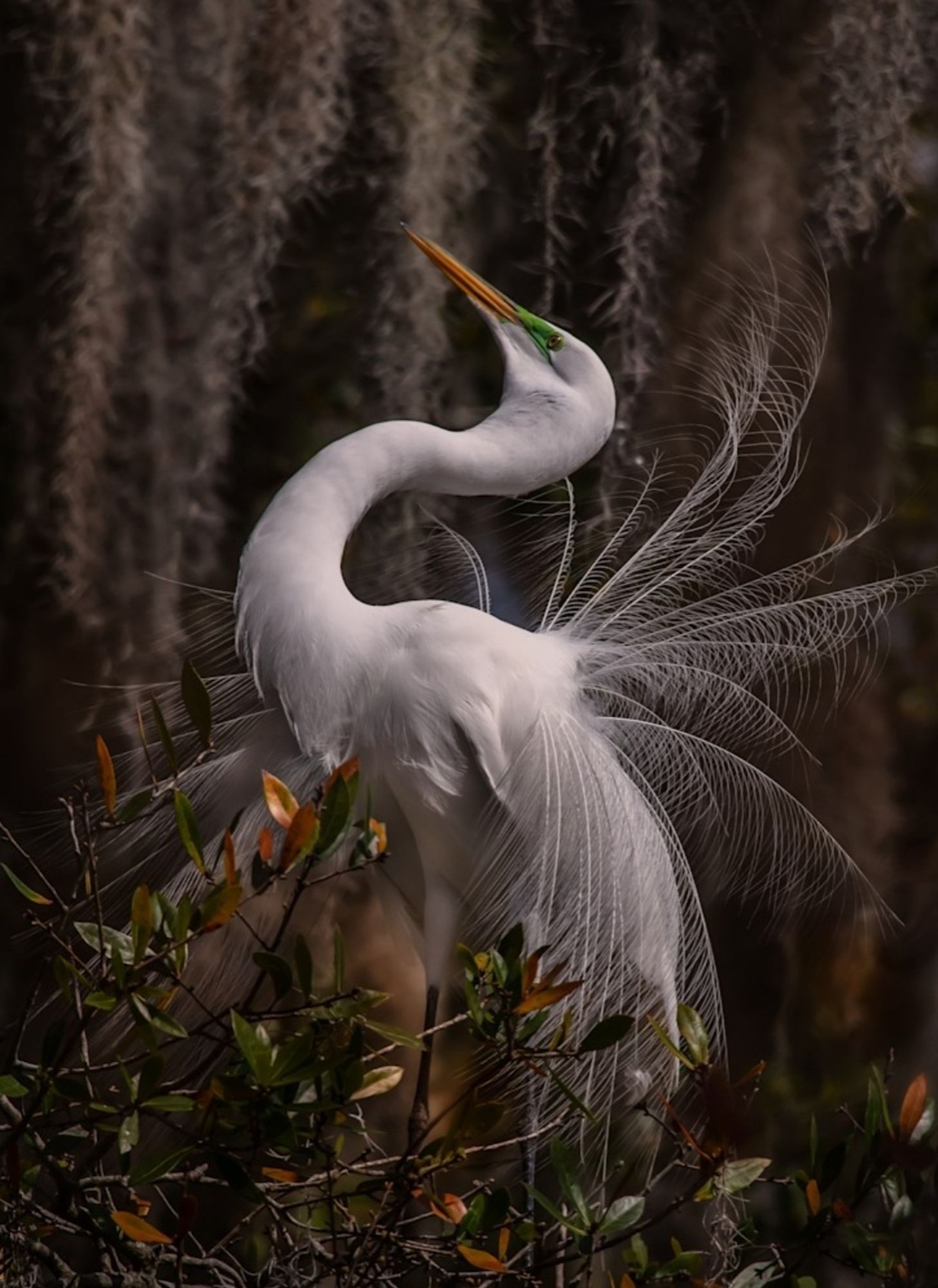 Photography. A color photo of a great egret during the breeding season. The slender, white bird is relatively large, has long legs and an elegant shape. The short, strong beak is yellow. What is special about the photo, however, is the fact that it is in courtship display, bending its long neck in an S-shape and erecting its fine feathers on its back and moving back and forth. You can see every single little feather and practically feel them fluttering.