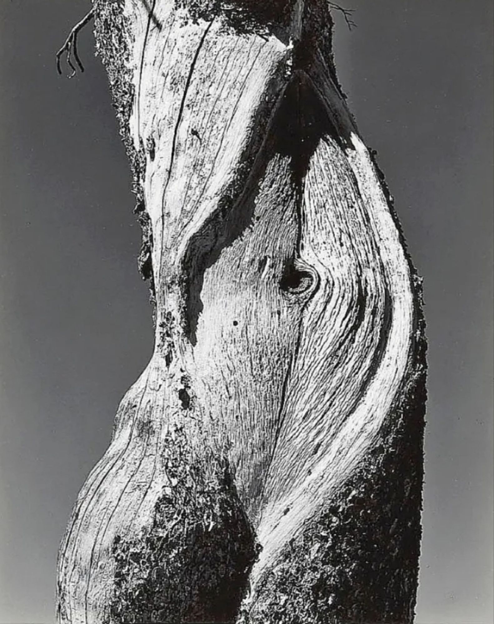 Photography. A black and white photo showing a section of a pine tree trunk. The photograph shows the natural curves and lines of the trunk and plays with light and shadow to emphasize the texture and shape. The tree trunk has pronounced curves reminiscent of the shape of a human body. You could almost think you can see a belly button in the middle. Is it a female body? The interplay of nature, light and fine structures breathes life into the photo and stimulates the imagination.
Info: Edward Weston (1886-1958) was one of the most important American photographers of the 20th century and co-founder of the f/64 group. Even during his lifetime, he was regarded as a master and classic of artistic black and white photography. He created most of his works with an 8 × 10-inch plate camera. (Source: Wikipedia)