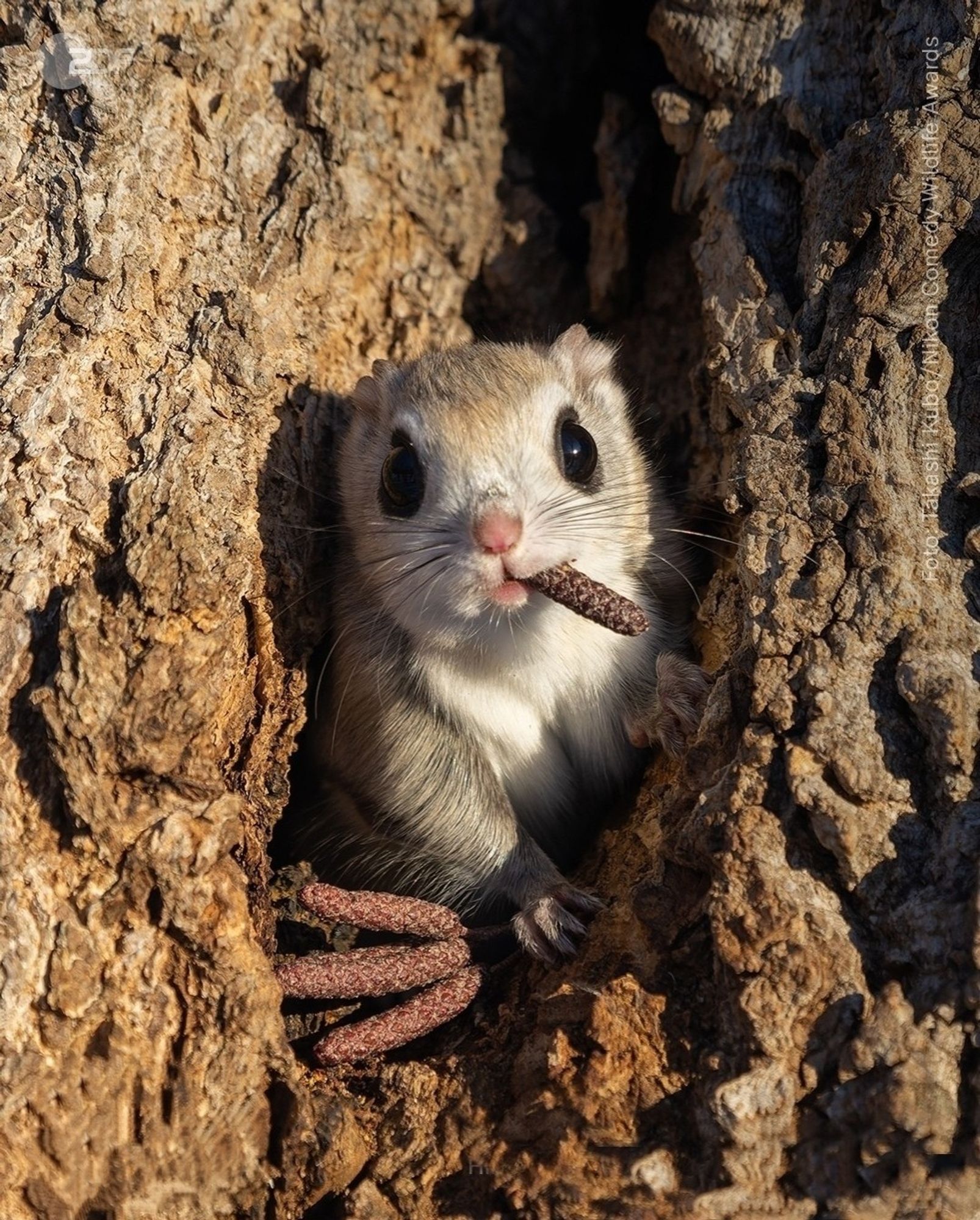 Photography. Finalist Comedy Wildlife Awards 2024 photo competition. A color photo of a "Flying Squirrel" sitting in a tree hole with some pinecones and chewing on one. The animal looks like a fluffy mouse with googly eyes. It is looking directly at the photographer, which is very funny.
Info:  Photographer Kubo wrote that this flying squirrel looked like it was "sucking a cigar" like a mafia boss.