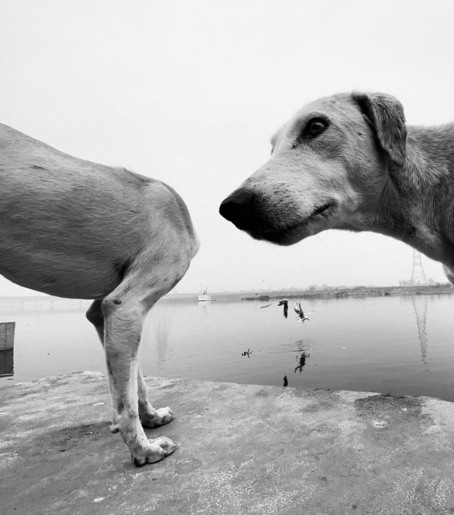 Photography. A black and white photograph of two dogs on a quay wall. The head of a large light-colored dog can be seen on the right, protruding into the picture, and the body of another light-colored dog on the left, which has just turned around. Its head is therefore not visible. The photo was taken in such a way that you are unconsciously trying to put the two dogs into one whole dog. A river landscape can be seen in the background of the photo.
Photography. A black and white photograph of a dog on a quay wall. You can see only slightly sideways the head of the dog, as he touches the ground with his muzzle. The photo has been taken in such a way that you can't see the body behind it and this looks a bit odd. In the background of the photo is a river landscape.