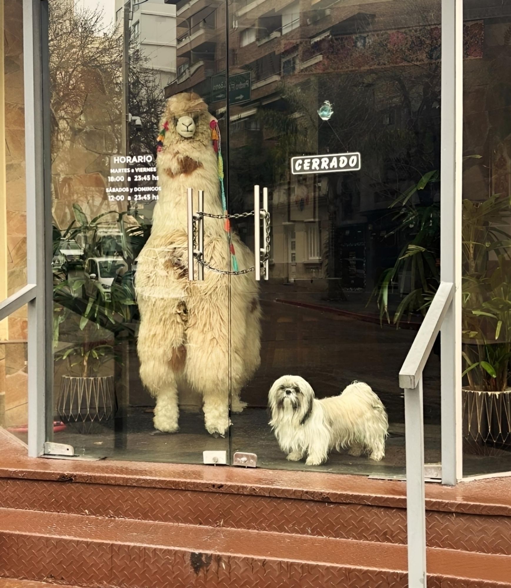 Photography. A color photo of a large glass door of a store with unusual and funny decoration. A life-size stuffed toy alpaka stands right at the entrance and looks out. It has long legs, lots of hair, a little sheep's face and wears colorful ribbons for decoration. Right next to it is a real little dog. It is also very fluffy, but small. It is a white Shihtzu, with short legs, lots of long hair and comes. The two animals are a perfect match