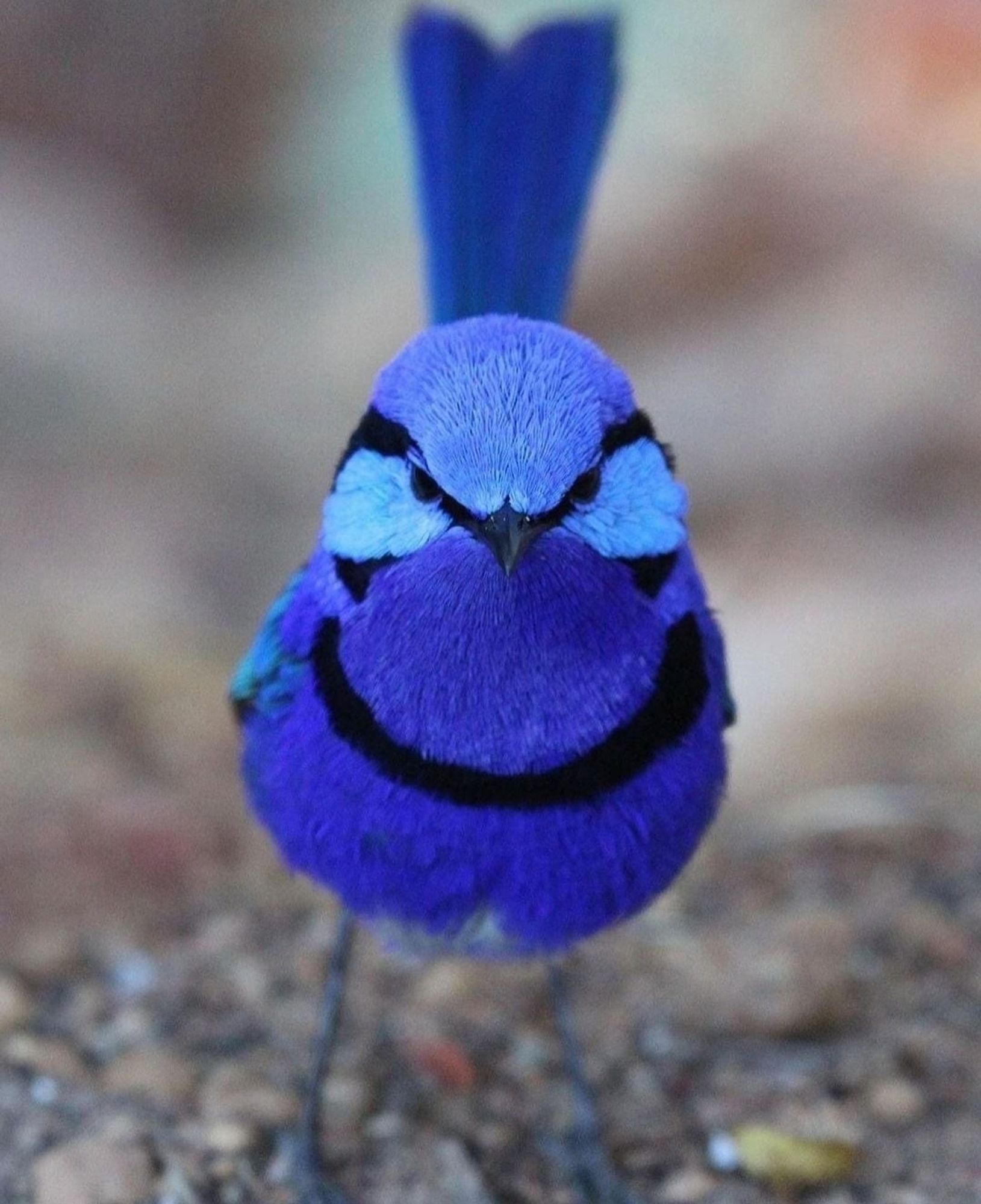 Photograph. A color photo of a blue songbird with striking cobalt blue, shiny plumage and a somewhat grim "facial expression". The bird is standing on a gravel floor and looking directly into the camera. The plumage is cobalt blue, but sky blue around the eyes with a black border. It has black ring stripes around its eyes and on its belly. These stripes also give it its energetic facial expression. It appears to be a male looking for a date, as they are otherwise more brown in color, like the females.
Info: The Splendid Fairywren (Malurus splendens) is a songbird found in Australia. The species epithet is based on the Latin word "splendens", which means "shining". Body length: 11.5 to 13.5 centimetres / Weight: 8.0 to 11.0 grams