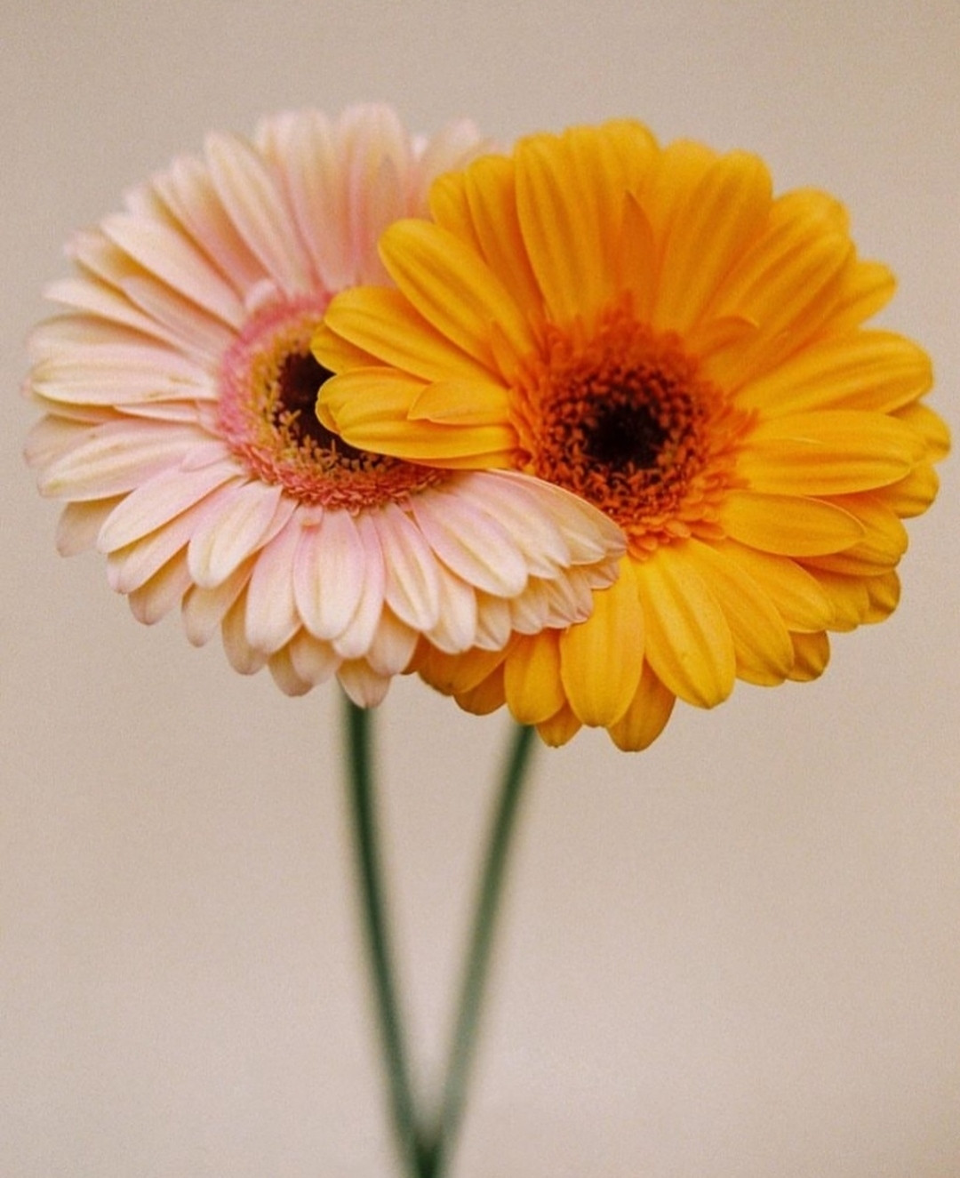 Photography. A color photo of two gerbera flowers that appear to be hugging each other. Gerberas have small petals arranged in a rosette and narrow green stems. Several tight, narrow circles consisting of two or three rows of narrow petals and a dark center circle. The photo shows one flower in pastel pink and another in bright yellow-orange, arranged side by side. Some of the petals are tucked into each other so that it looks as if they are hugging each other.