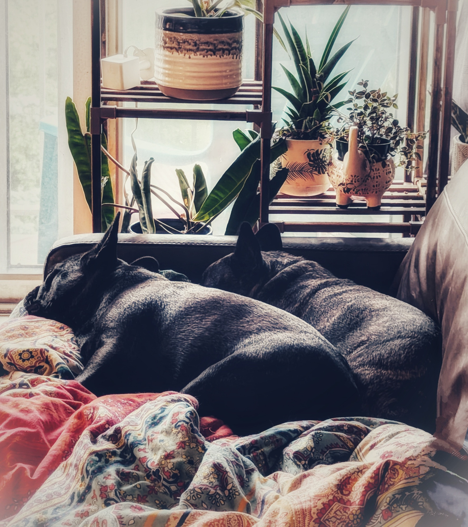 Washed out colour photo of two dark french bulldogs on a blanket on a dark couch. There are shelves and plants between the couch and window. 
