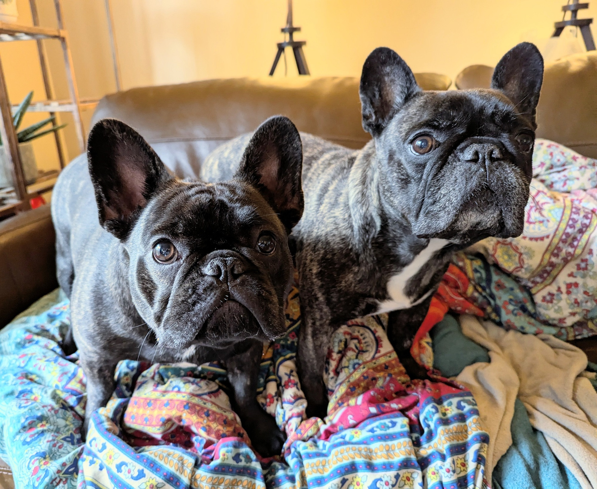 Two brindle french bulldogs standing on a multi coloured blanket on a brown leather couch.